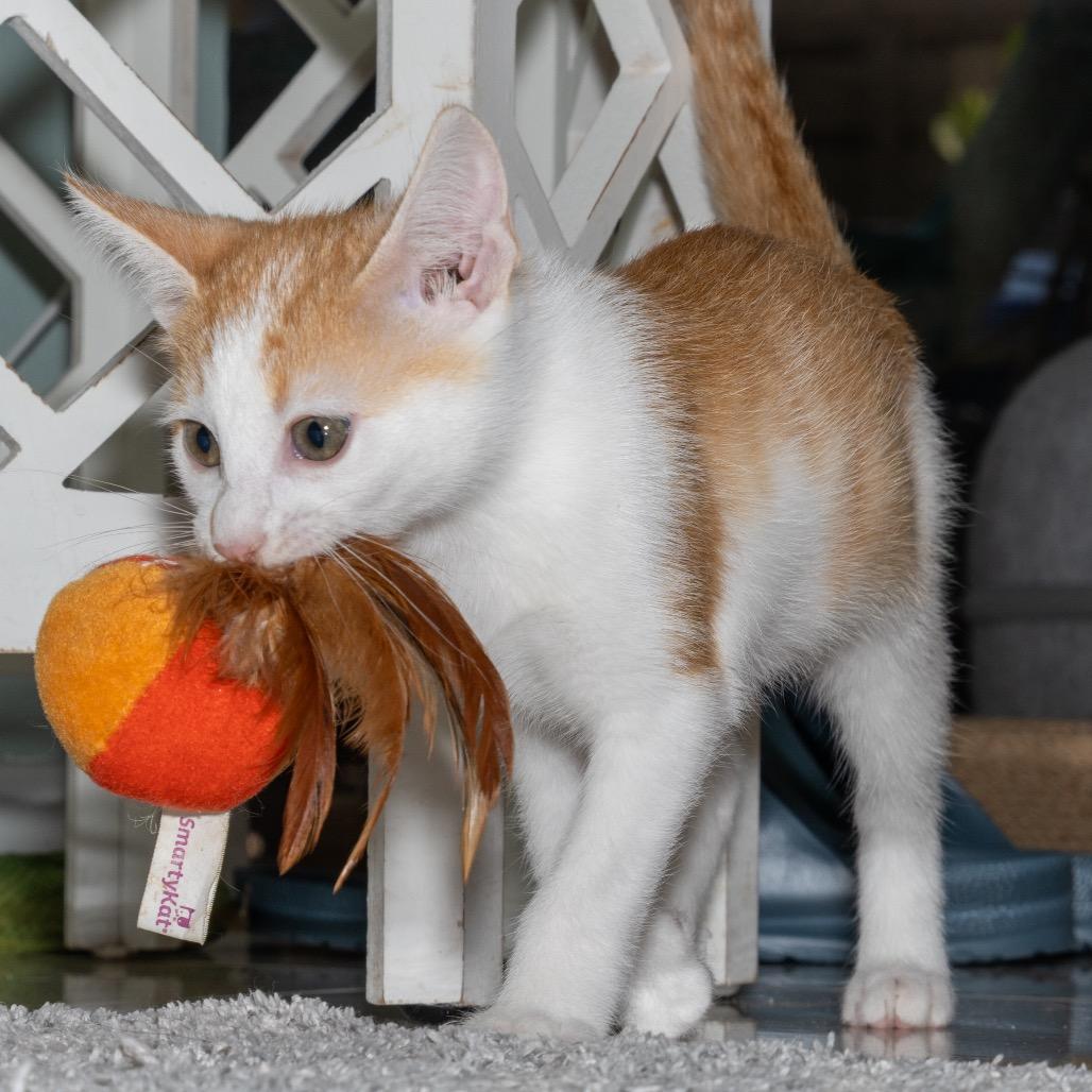 Libby, Adoptable, Kitten Female Domestic Short Hair.