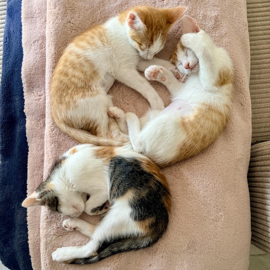 Enlarge Libby, a Adoptable Domestic Short Hair in Jupiter, FL image 3/4