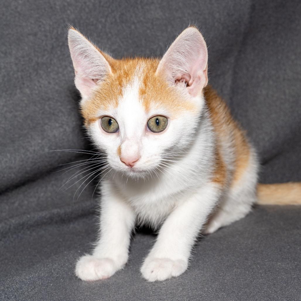 Enlarge Libby, a Adoptable Domestic Short Hair in Jupiter, FL image 4/4