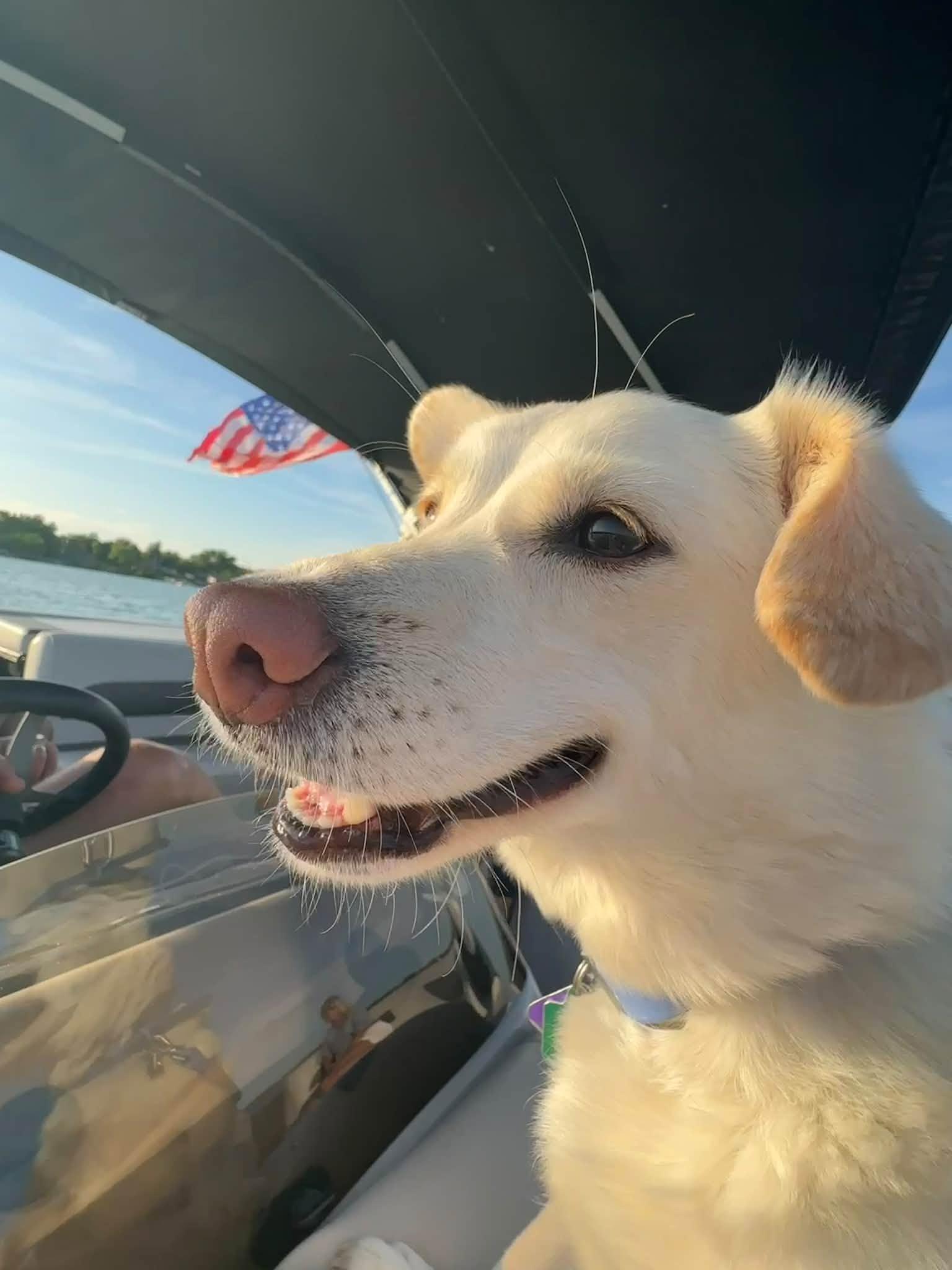 Enlarge Coda, a Adopted mixed breed in Burlington, WI image 2/6