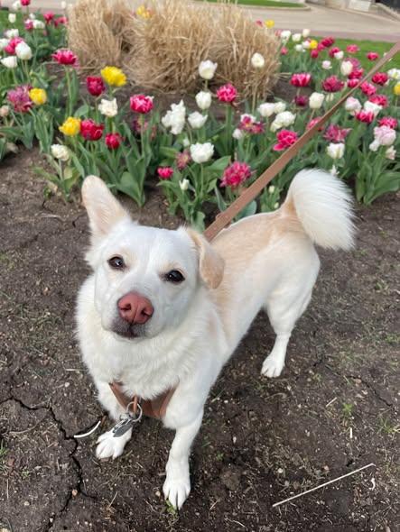 Coda, Adopted, Adult Female Corgi & Shiba Inu.
