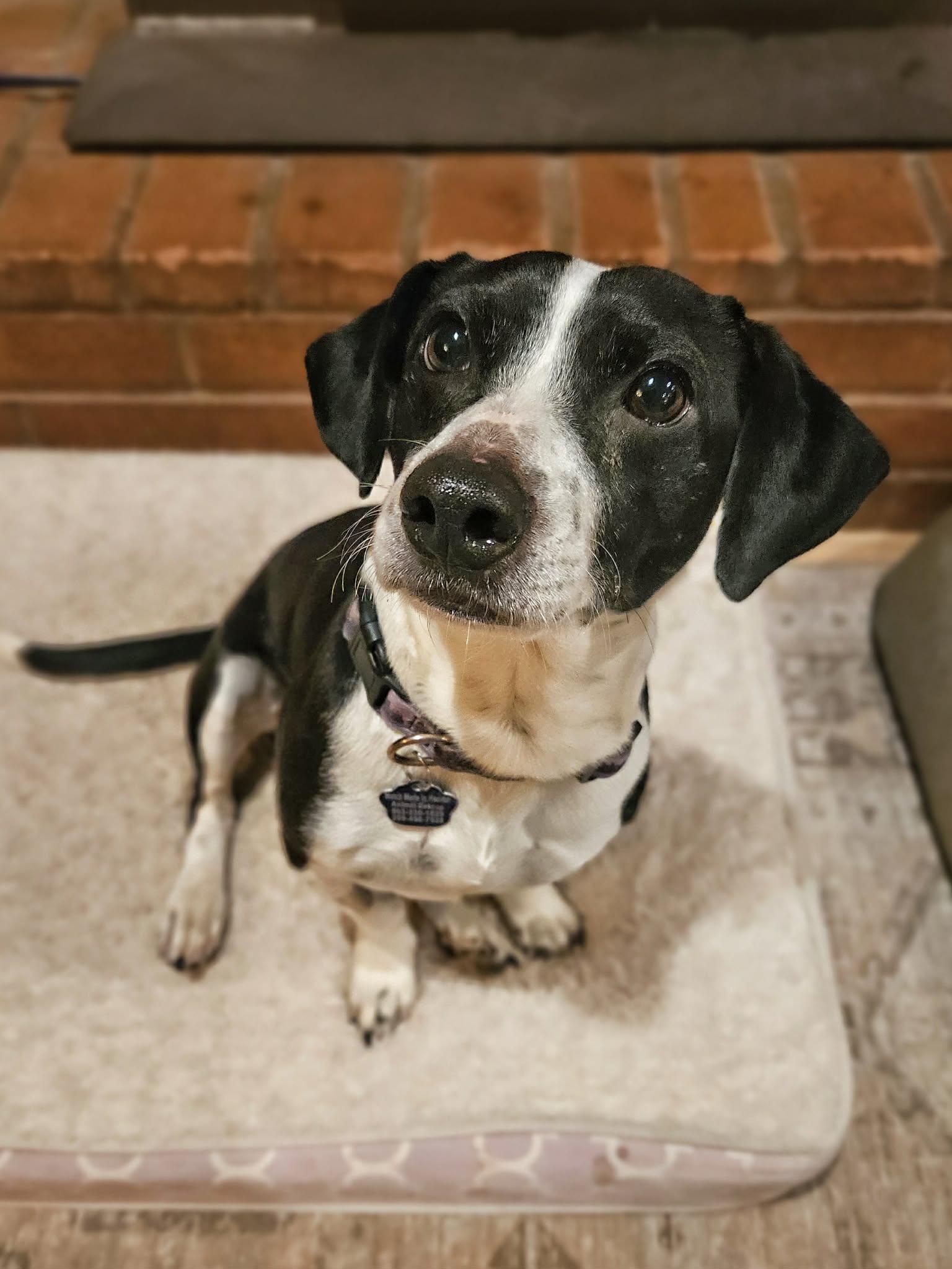 Bernard, an adopted mixed breed in Portland, OR image 2/6