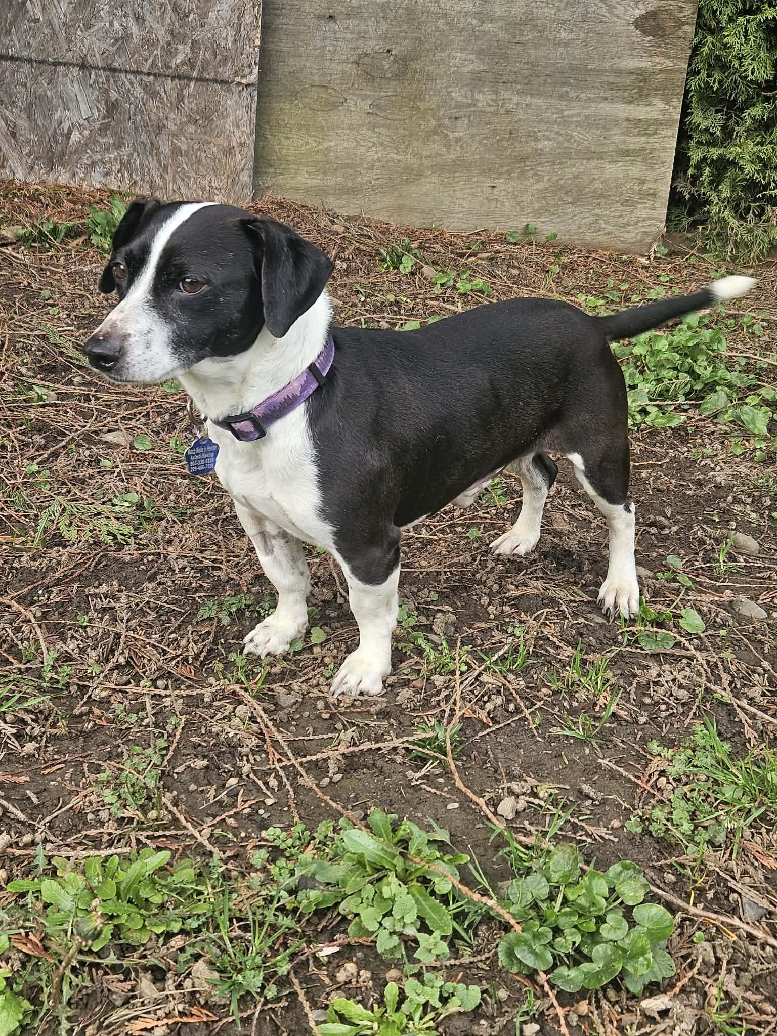 Bernard, an adopted mixed breed in Portland, OR image 5/6