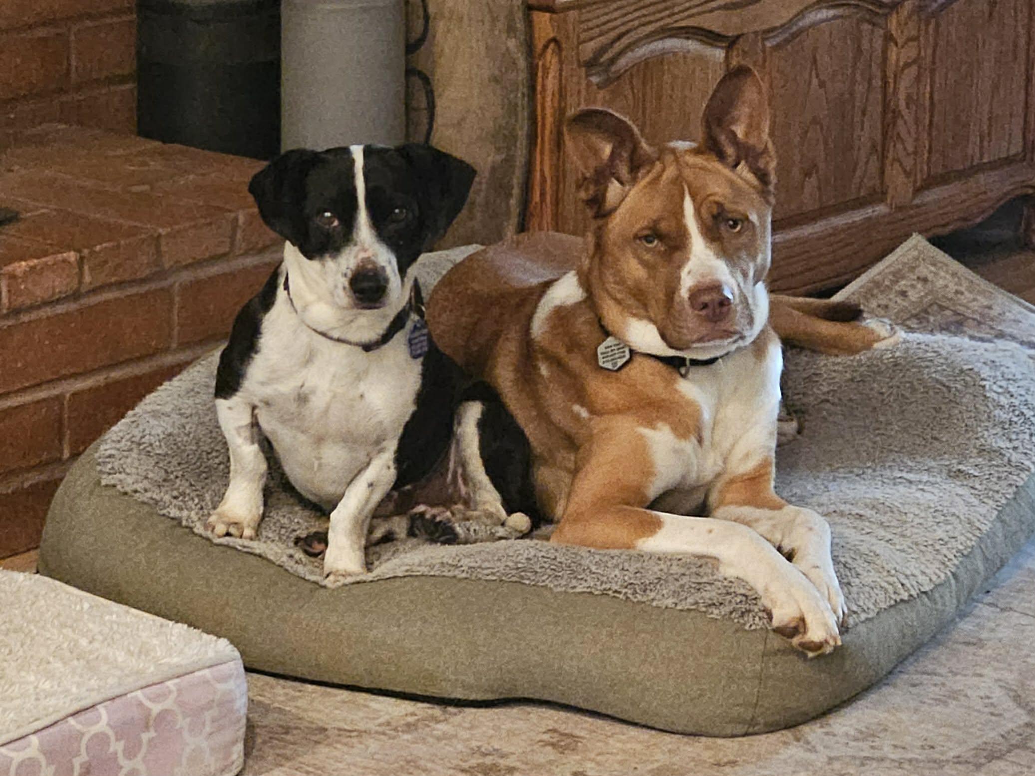 Bernard, an adopted mixed breed in Portland, OR image 6/6