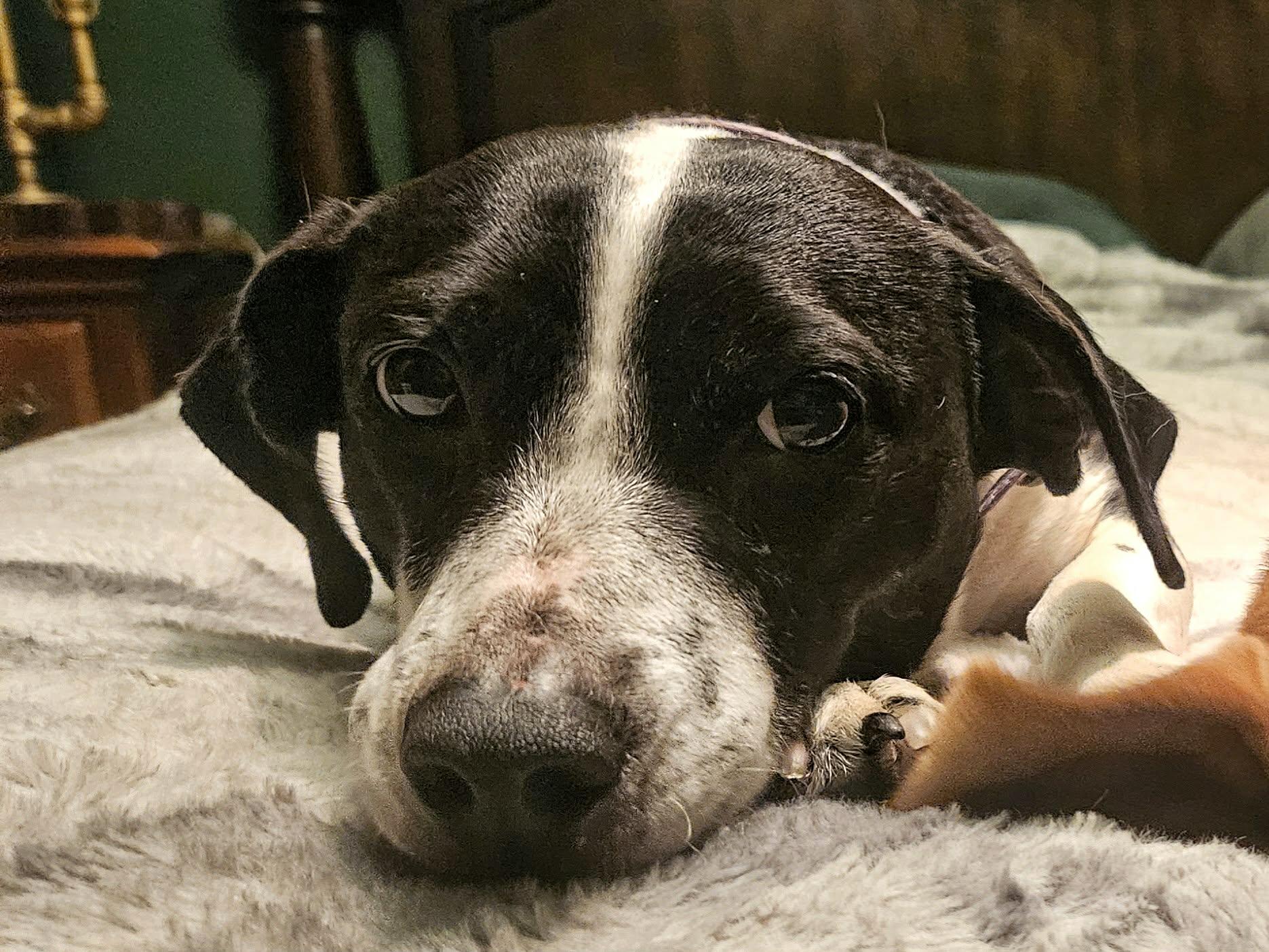 Bernard, an adopted mixed breed in Portland, OR image 3/6