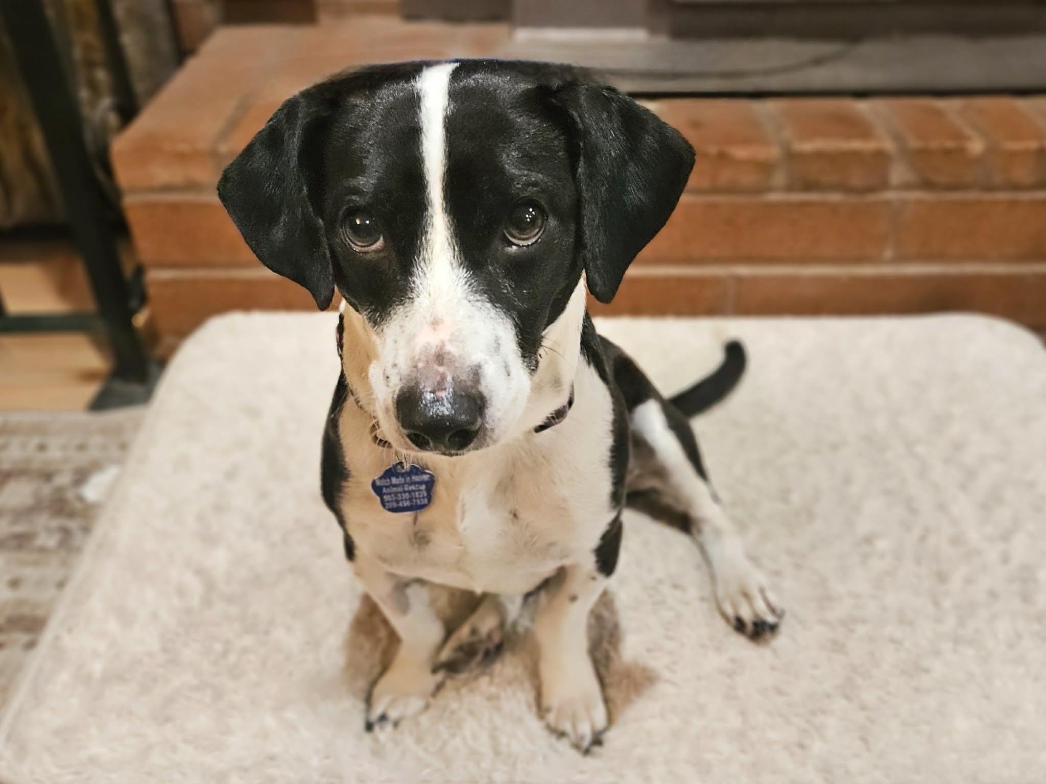 Bernard, adopted, Young Male Beagle & Dachshund.