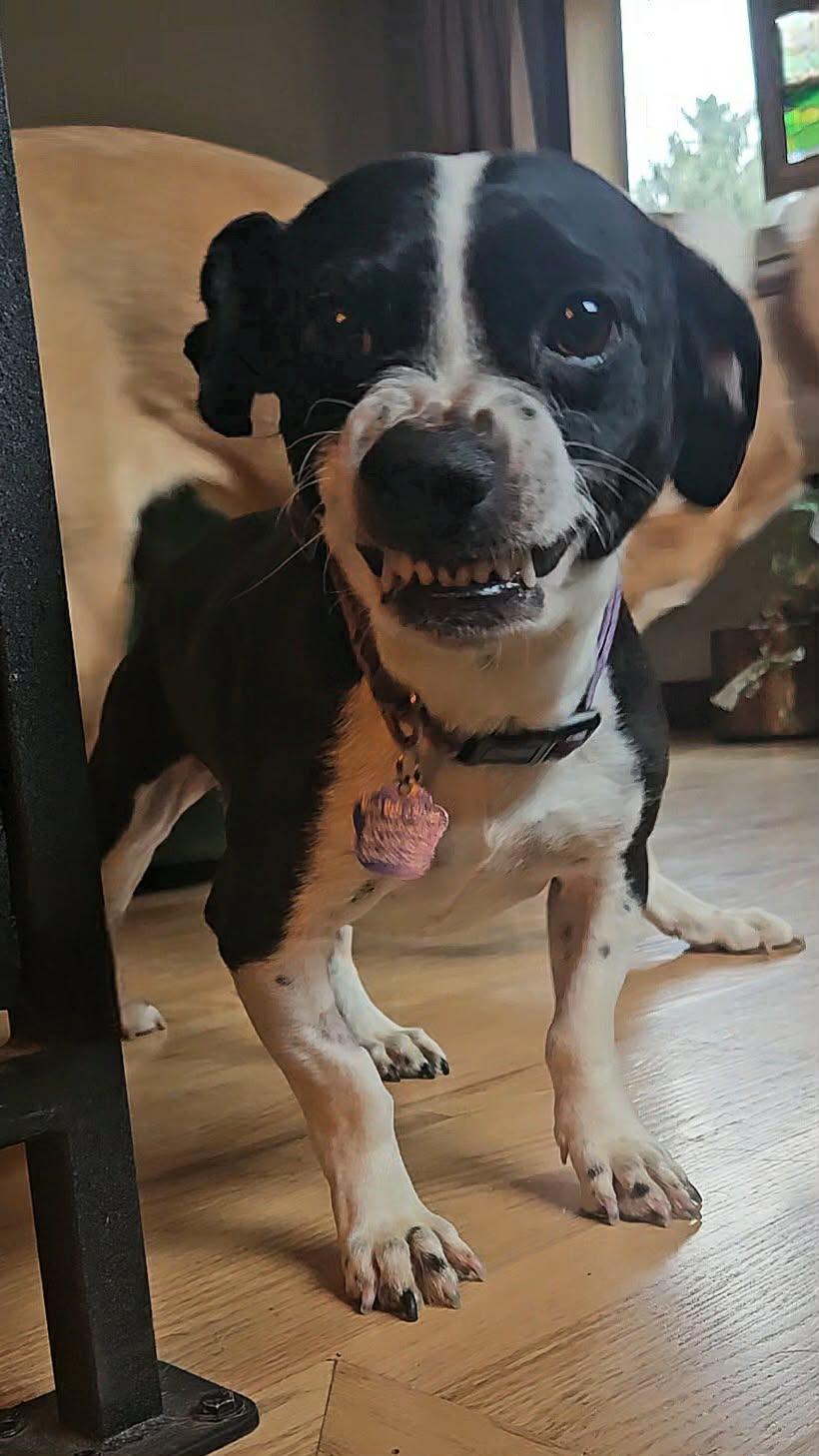 Bernard, an adopted mixed breed in Portland, OR image 4/6