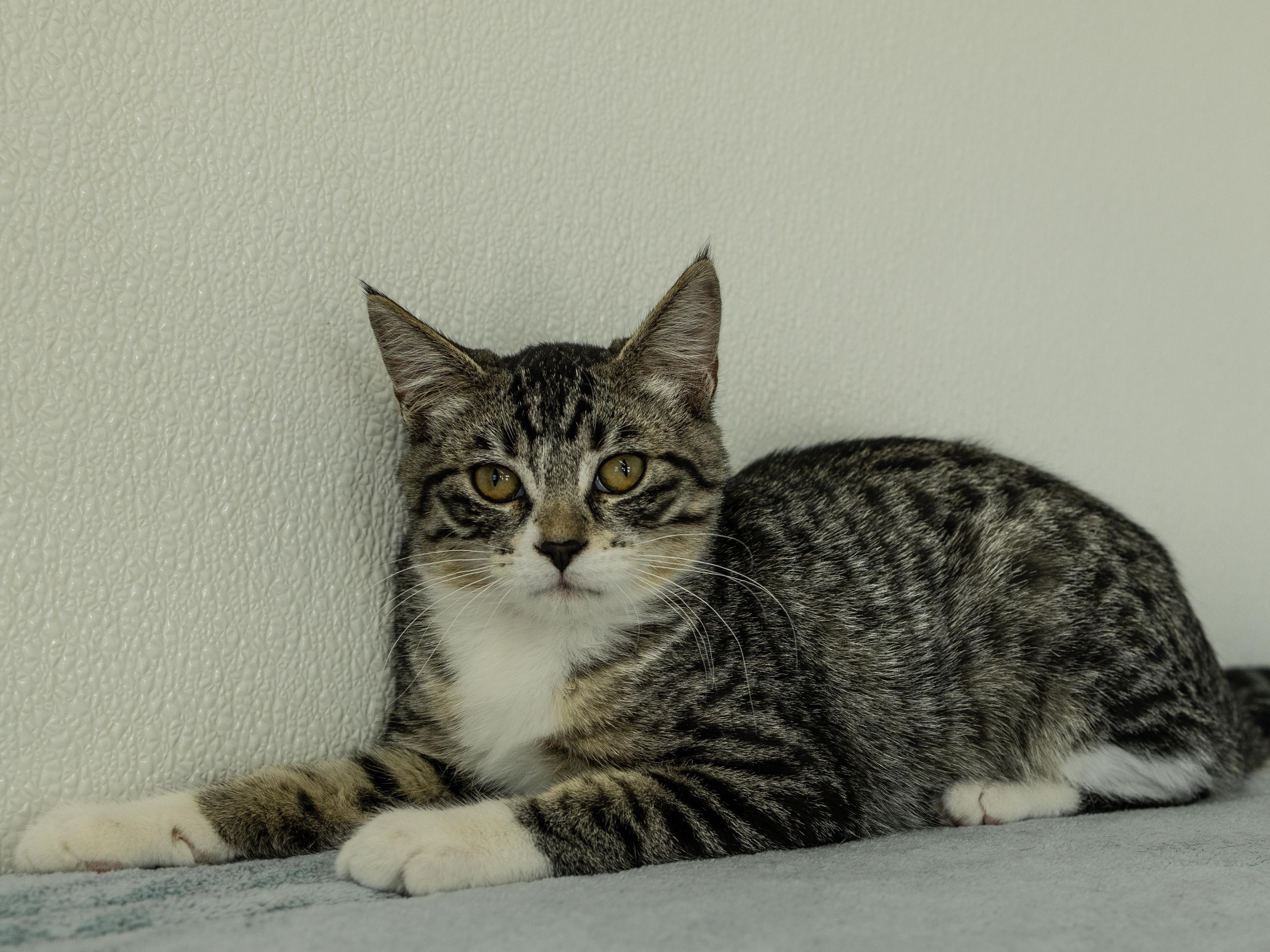 Enlarge Willie, a Adoptable mixed breed in Monroe, WA image 5/6