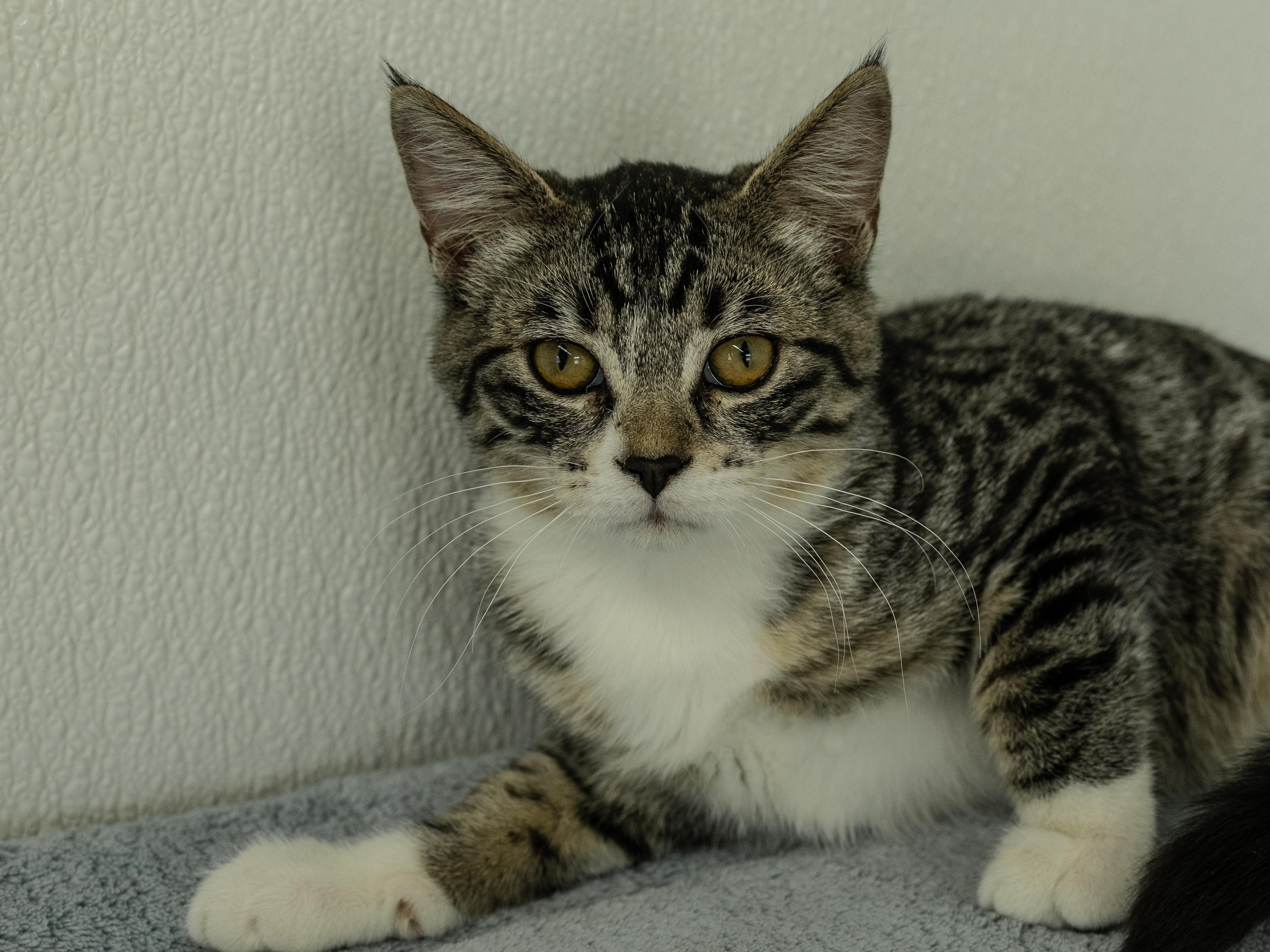 Enlarge Willie, a Adoptable mixed breed in Monroe, WA image 4/6