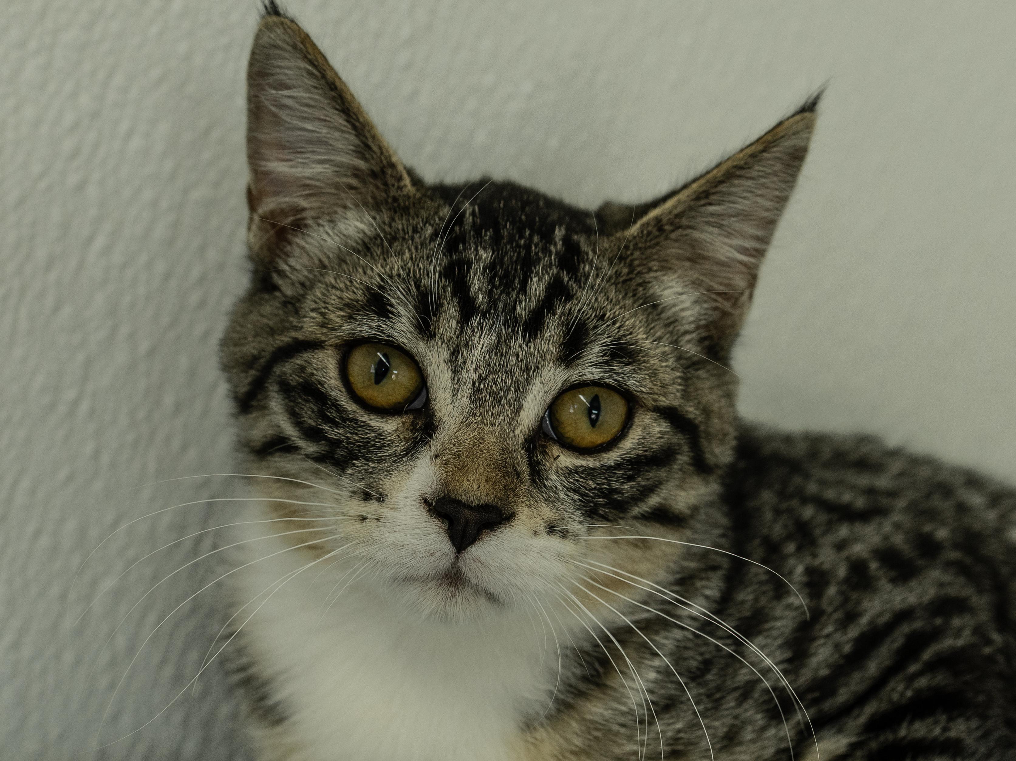 Willie, Adoptable, Kitten Male Tabby & Domestic Short Hair.