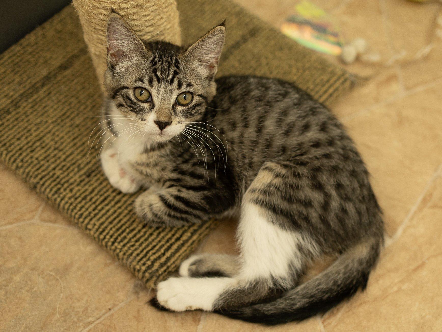 Enlarge Willie, a Adoptable mixed breed in Monroe, WA image 5/6
