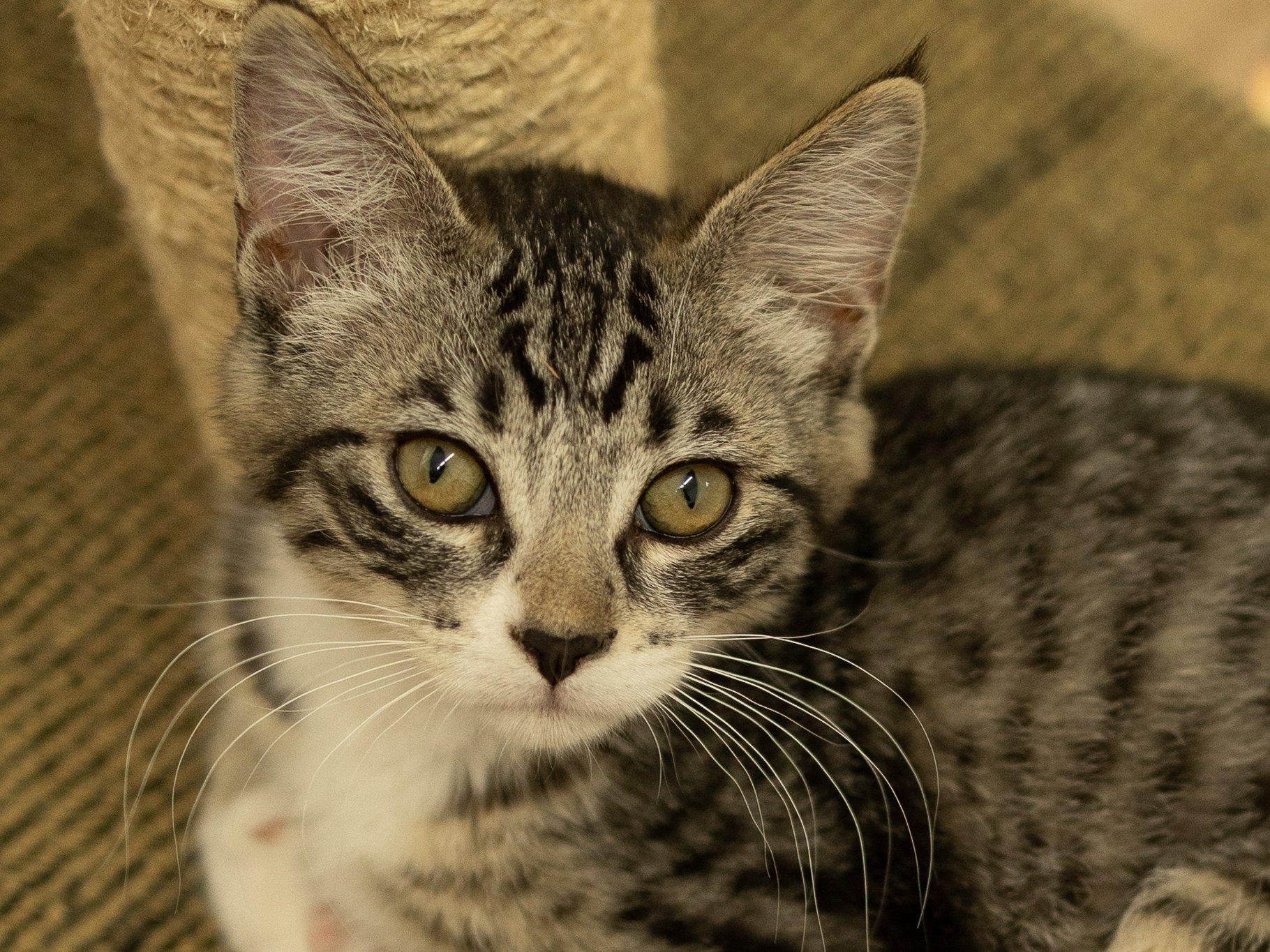 Enlarge Willie, a Adoptable mixed breed in Monroe, WA image 3/6