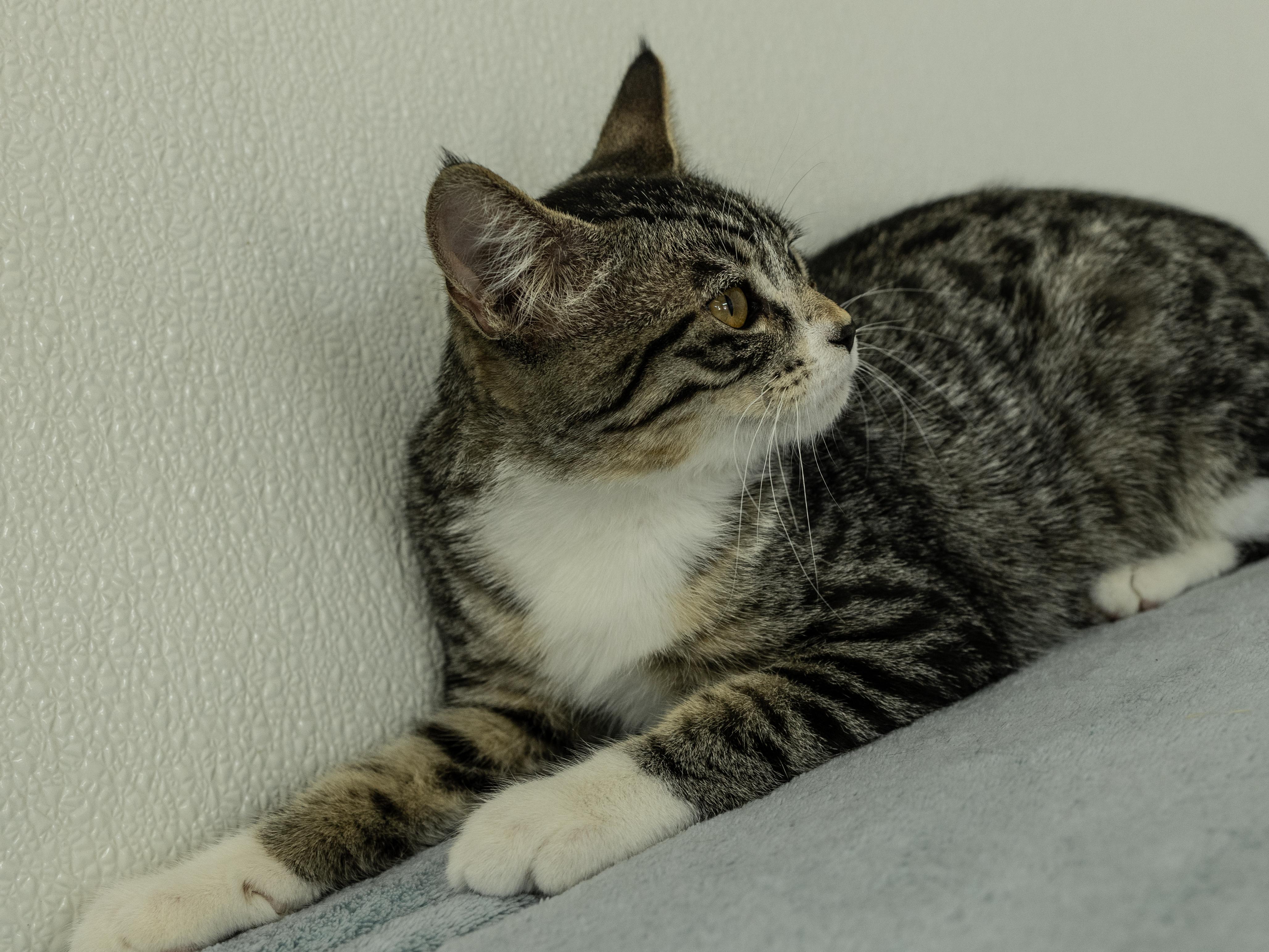 Enlarge Willie, a Adoptable mixed breed in Monroe, WA image 2/6