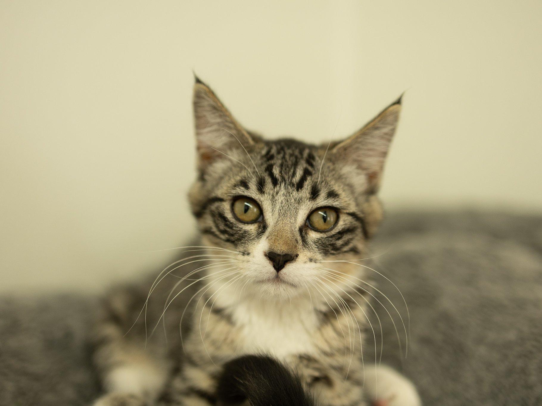 Enlarge Willie, a Adoptable mixed breed in Monroe, WA image 4/6