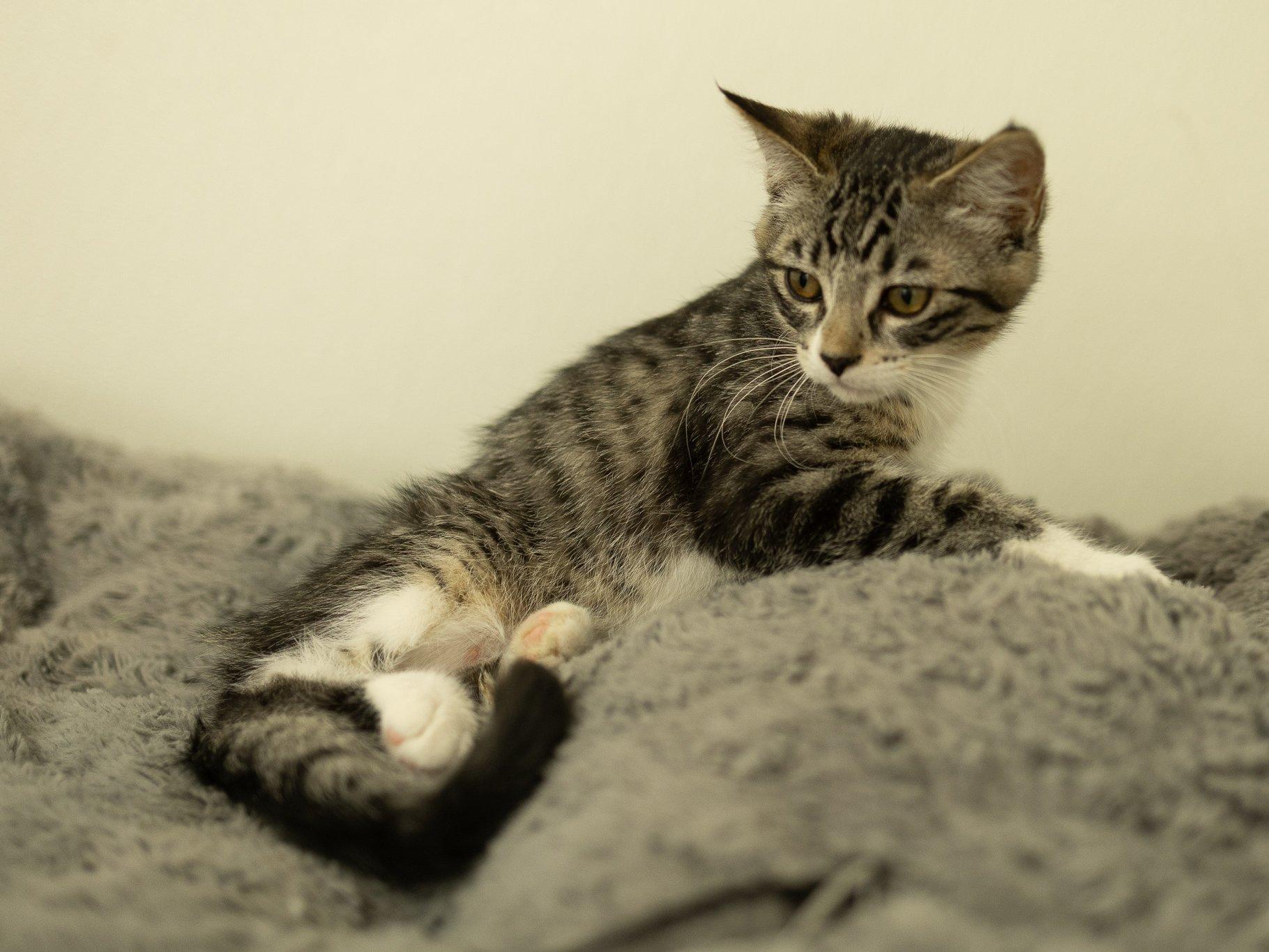 Enlarge Willie, a Adoptable mixed breed in Monroe, WA image 2/6