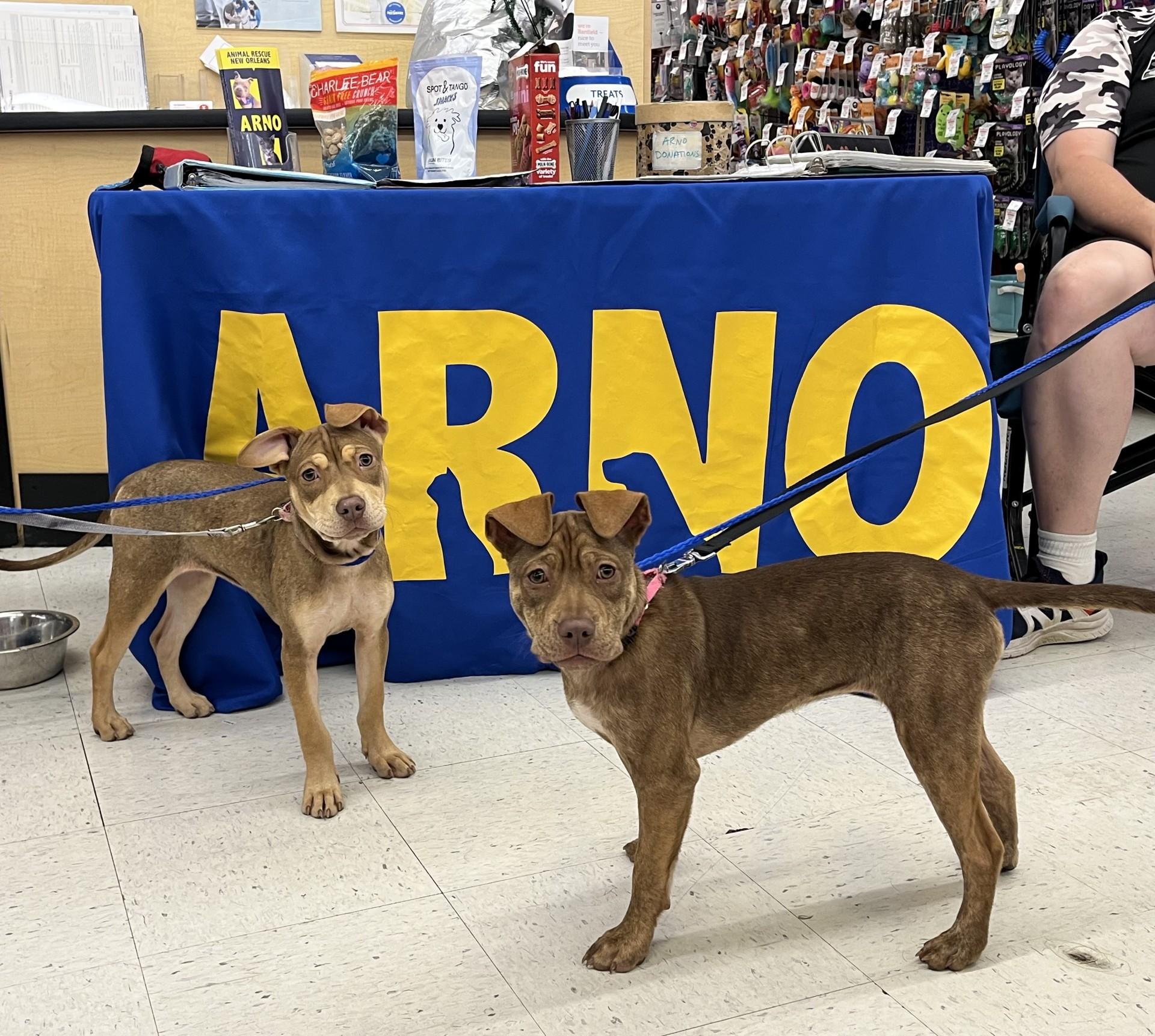 Claiborne (In Foster)