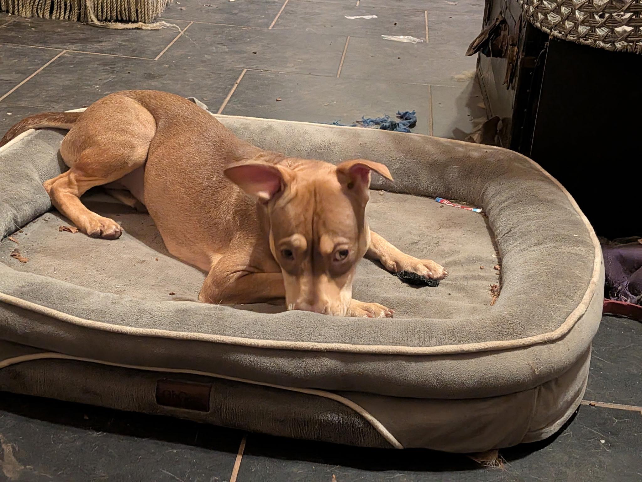 Claiborne (In Foster)