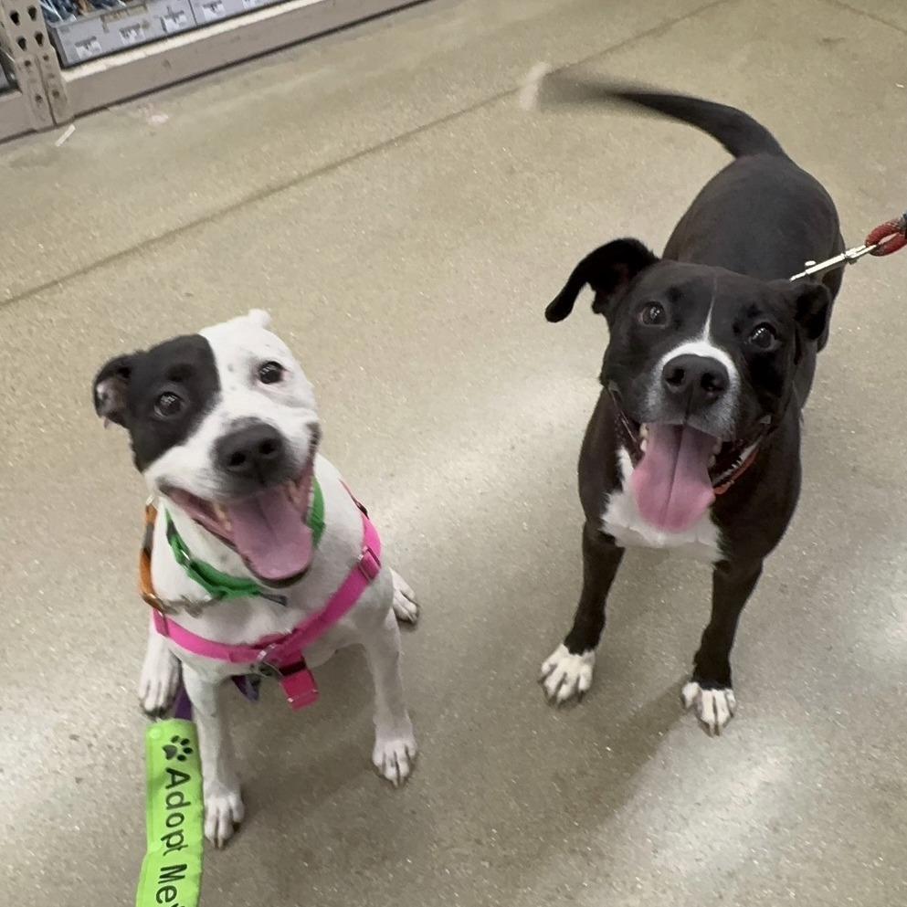 Enlarge Sampson, a Adoptable Mixed Breed in Naperville, IL image 1/6