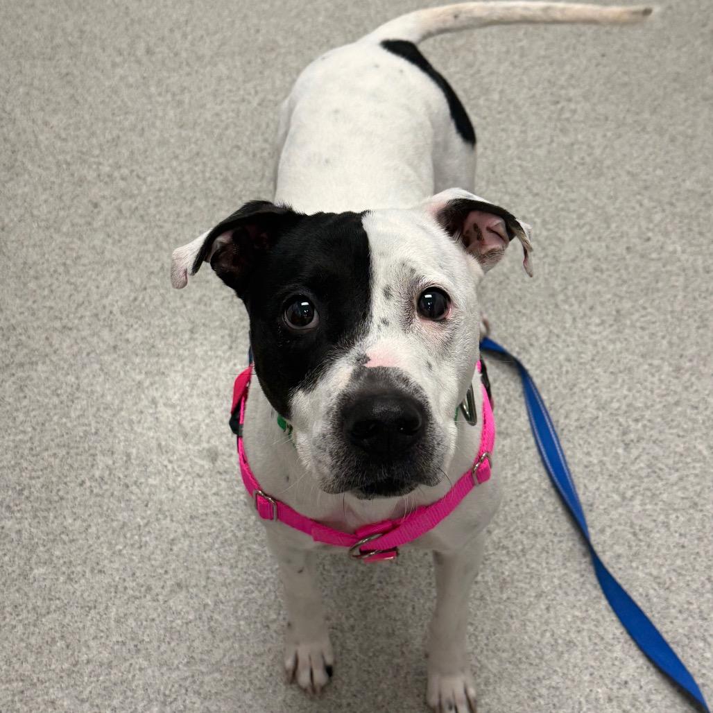 Enlarge Sampson, a Adoptable Mixed Breed in Naperville, IL image 2/6