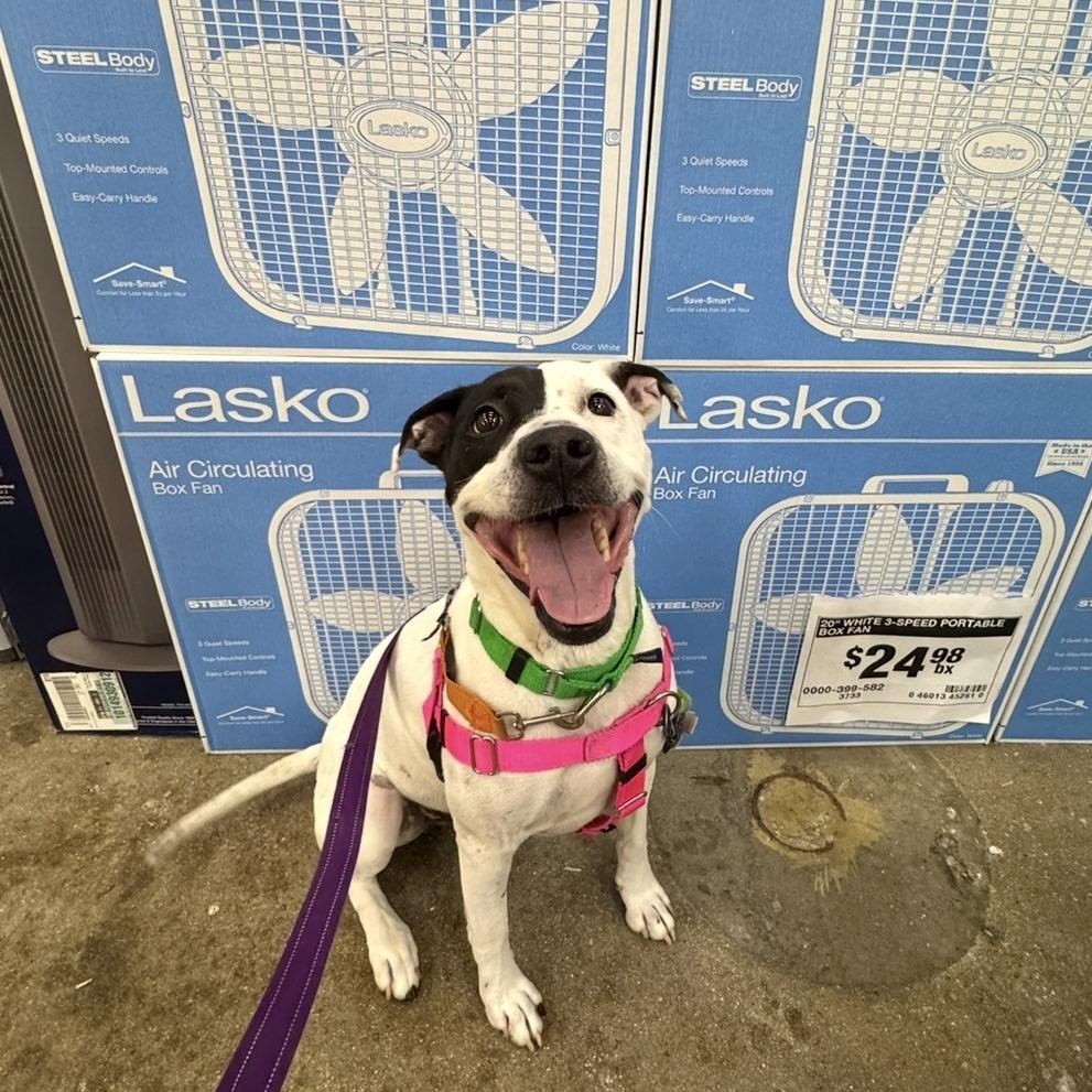 Enlarge Sampson, a Adoptable Mixed Breed in Naperville, IL image 3/6