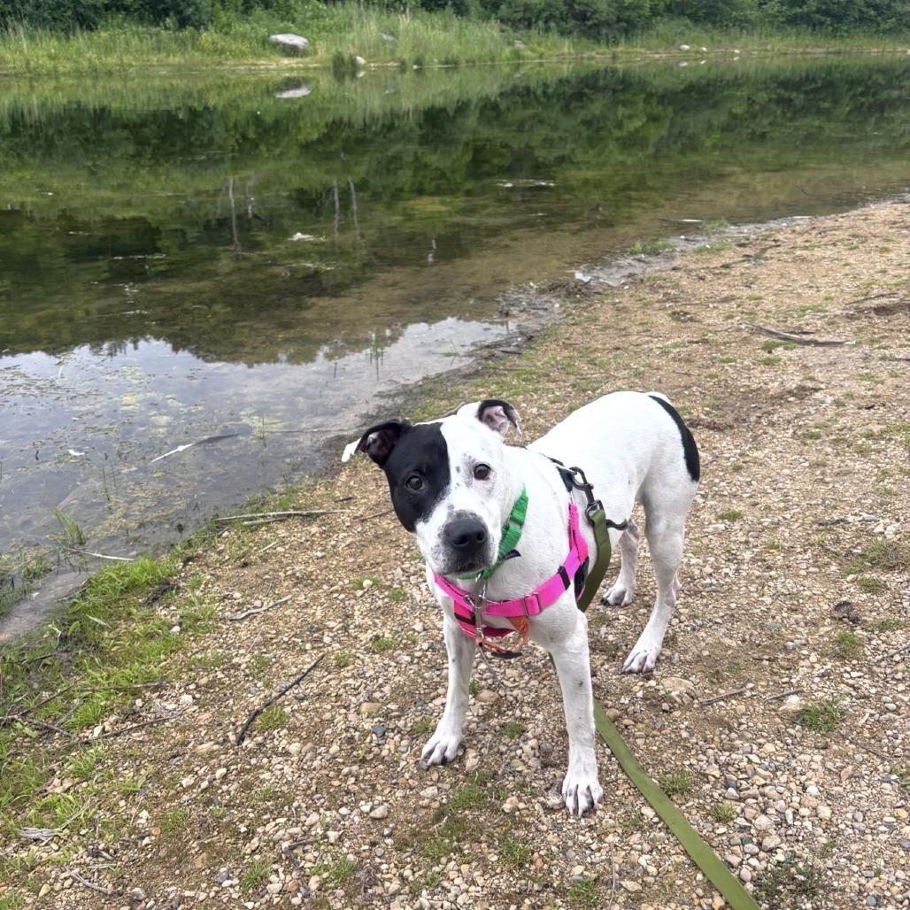 Enlarge Sampson, a Adoptable Mixed Breed in Naperville, IL image 4/6