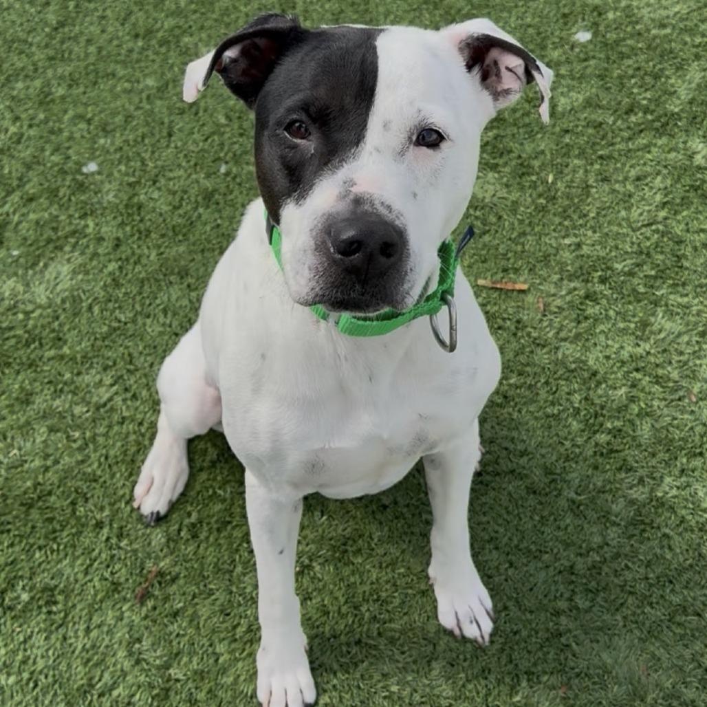 Enlarge Sampson, a Adoptable Mixed Breed in Naperville, IL image 6/6