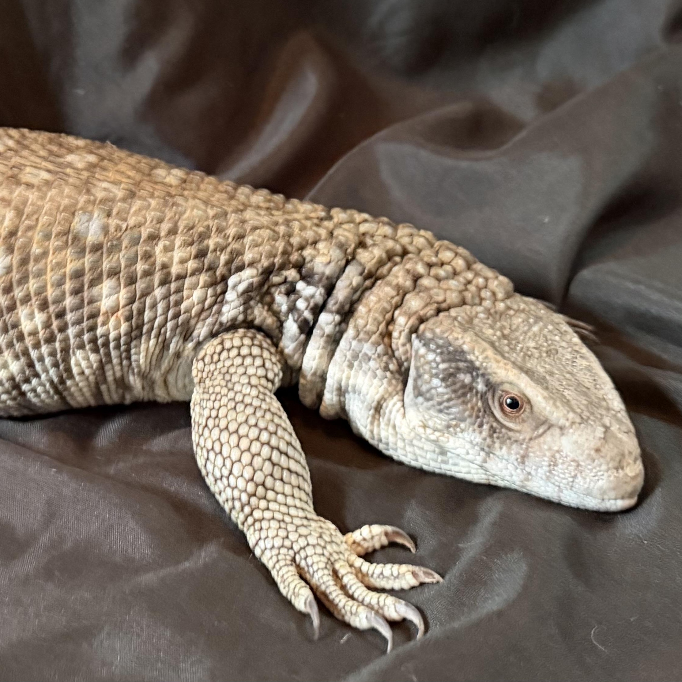 Yoshi , ADOPTABLE, Young Unknown Monitor.
