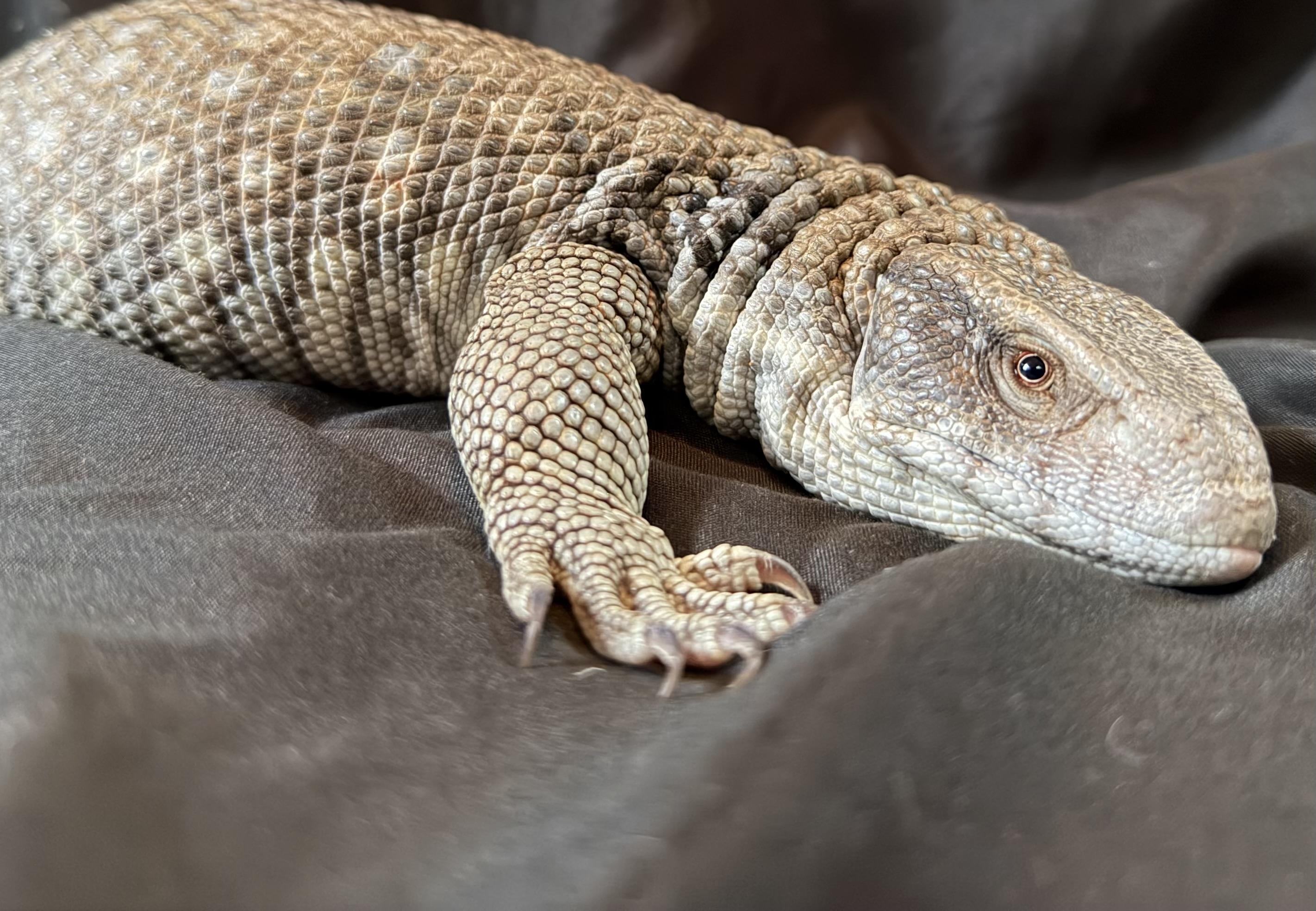Enlarge Yoshi , a ADOPTABLE Monitor in Middle Island, NY image 2/2