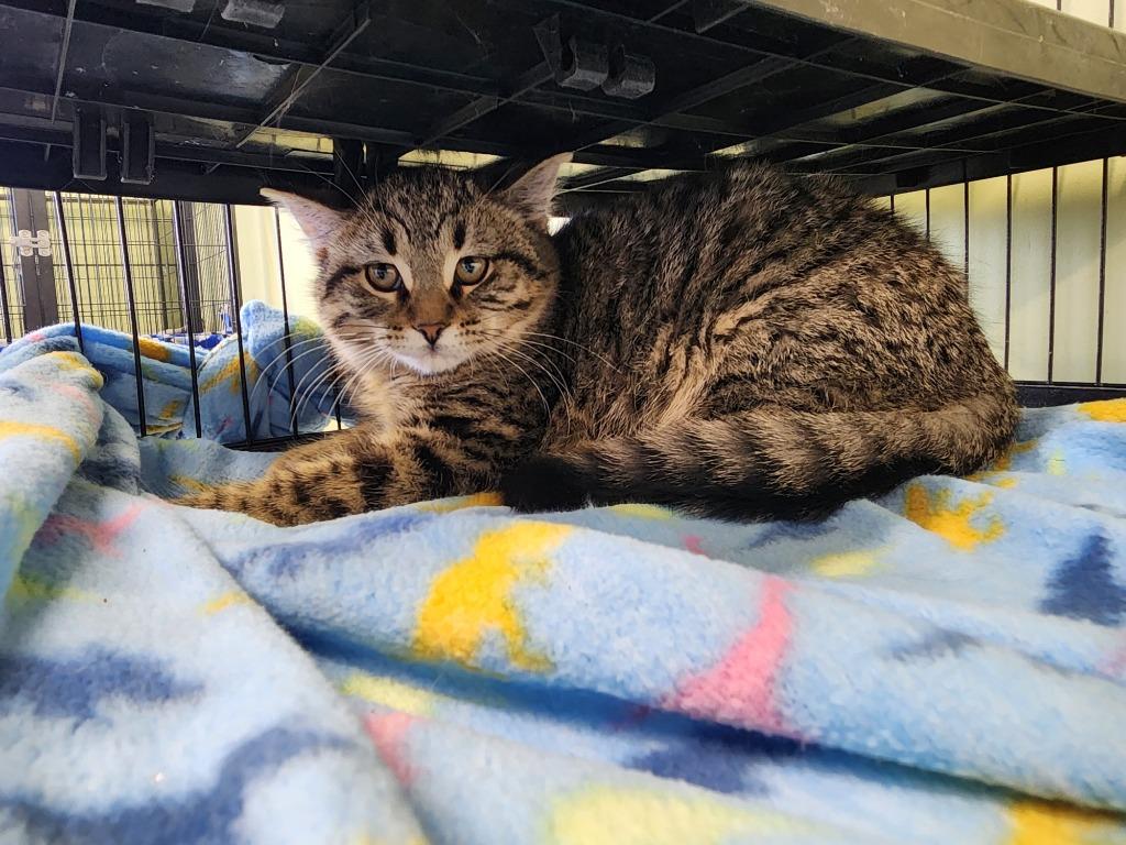 Enlarge Dupree, a Adoptable mixed breed in Auburn, IN image 1/1