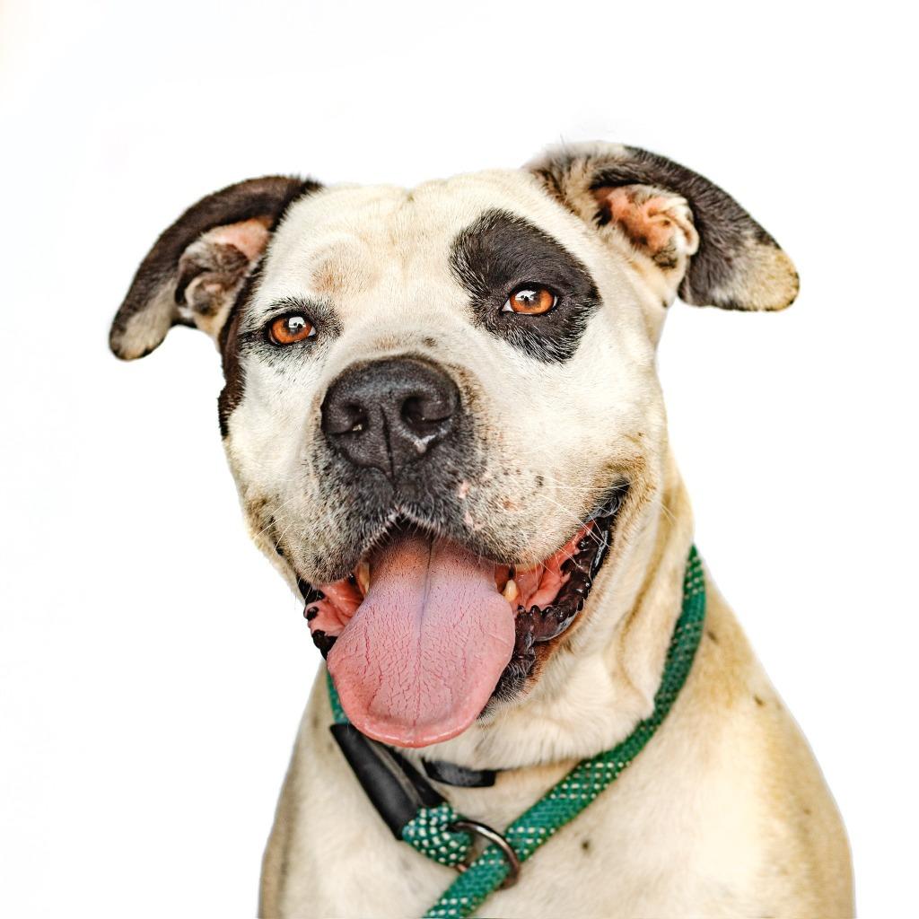 Enlarge Freedom, a Adoptable Pit Bull Terrier in Tehachapi, CA image 1/4