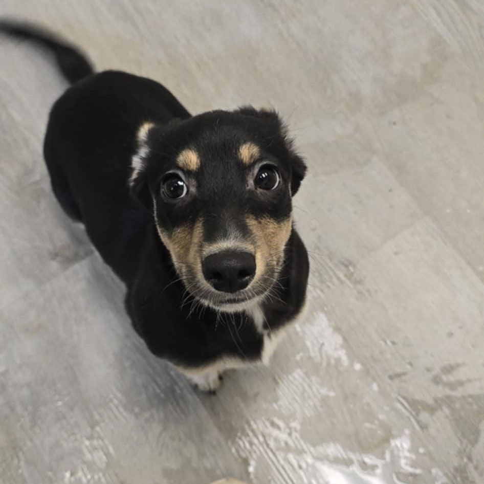 Mindy, an adopted mixed breed in Orange, VA image 5/6