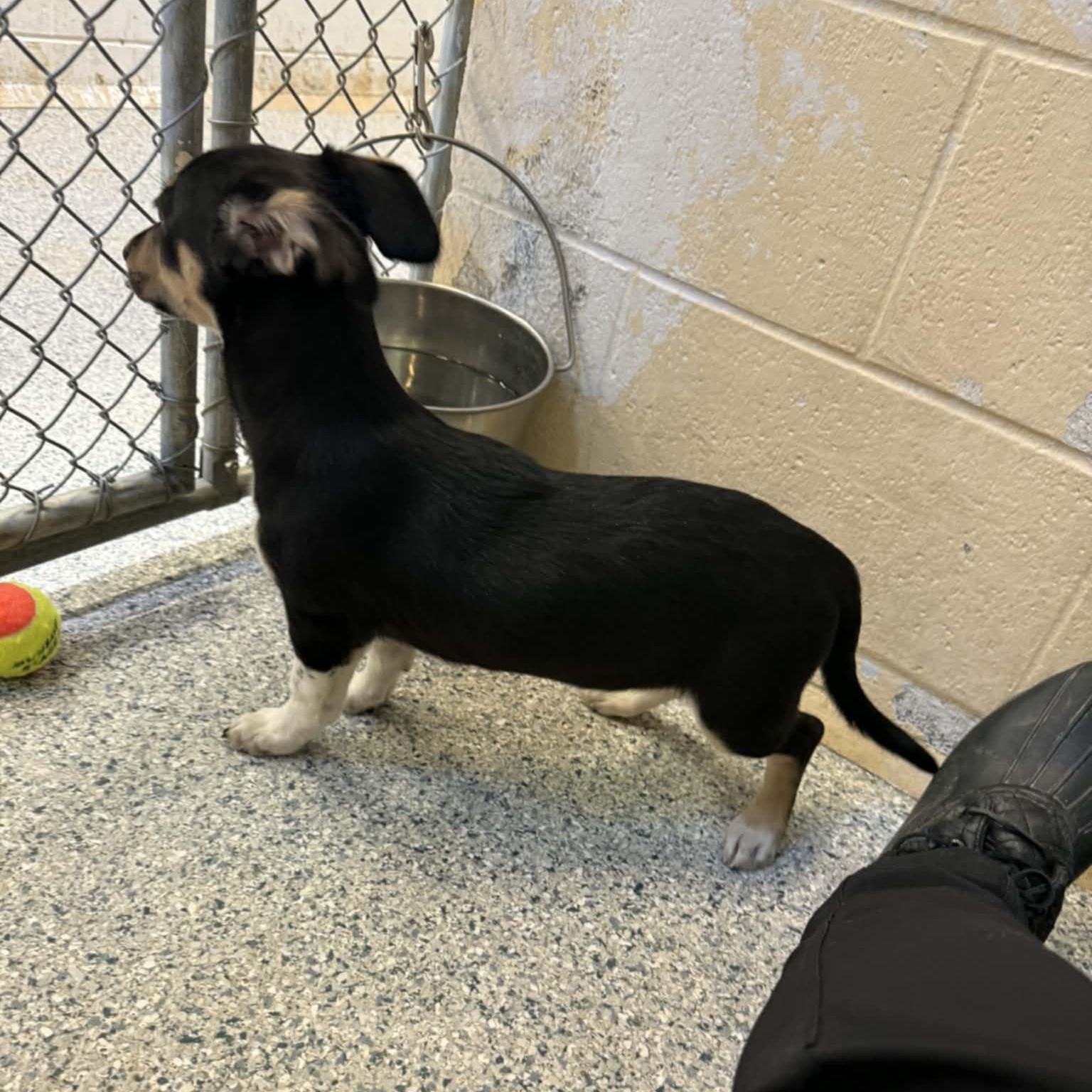 Mindy, an adopted mixed breed in Orange, VA image 4/6