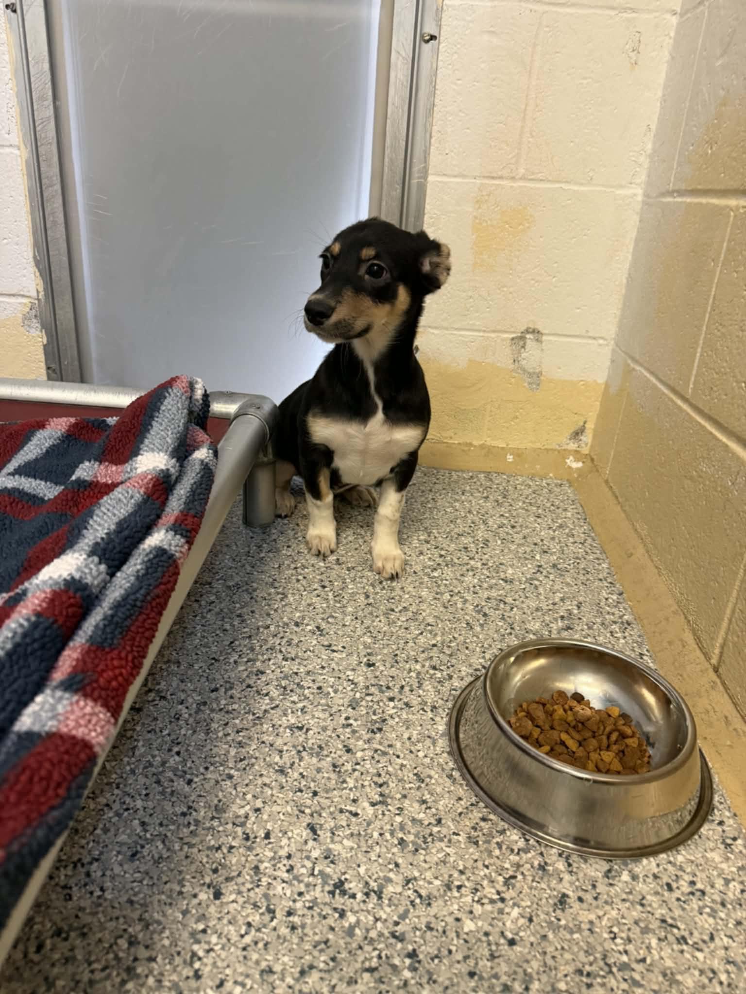 Mindy, an adopted mixed breed in Orange, VA image 3/6