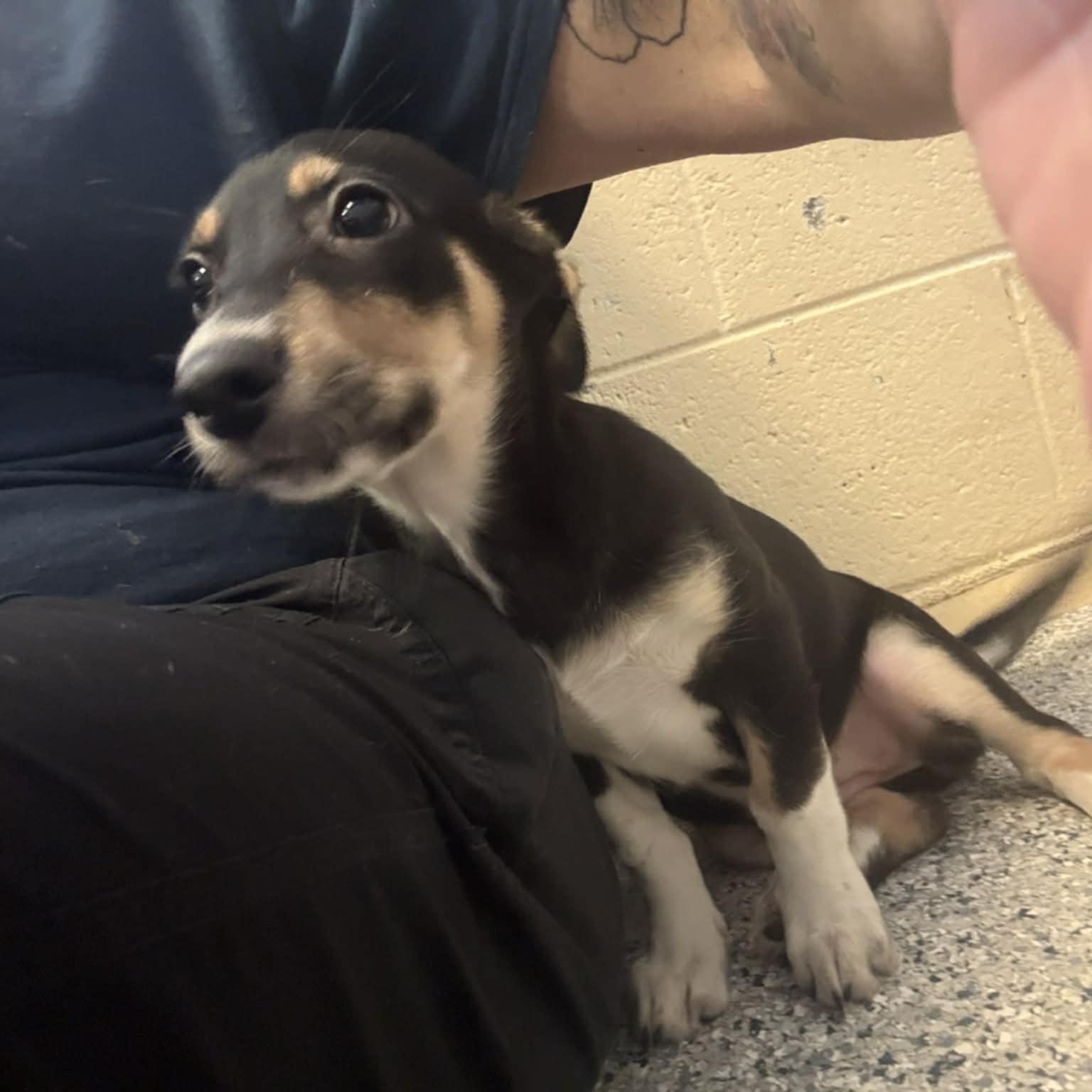 Mindy, an adopted mixed breed in Orange, VA image 2/6