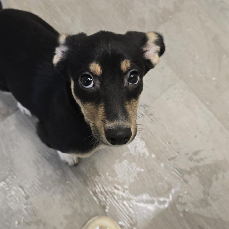 Mindy, adopted, Puppy Female Dachshund & Terrier.