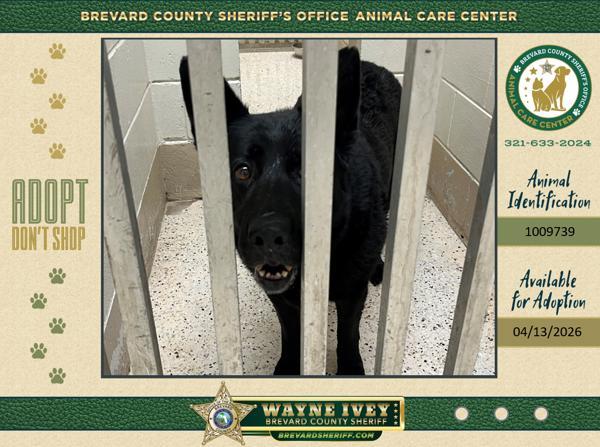 Hunter, Adoptable, Senior Female Mixed Breed.