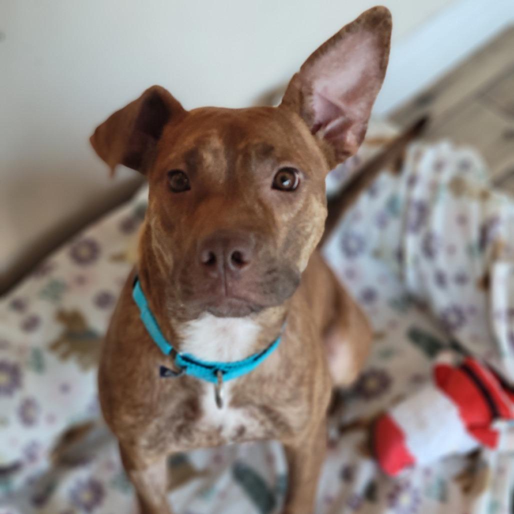 Red Momma, Adoptable, Young Female Mixed Breed & Mixed Breed.
