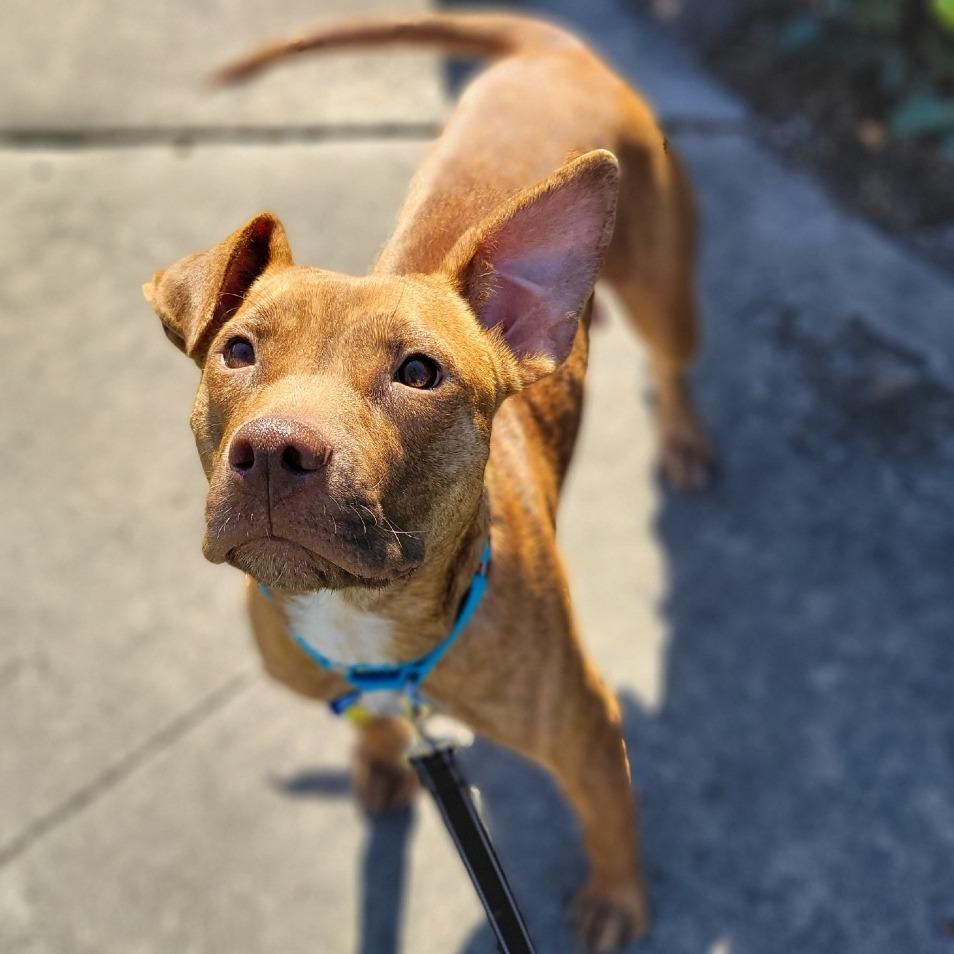 Enlarge Red Momma, a Adoptable mixed breed in Clearwater, FL image 2/5