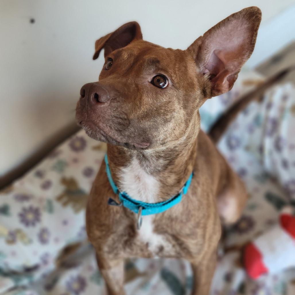 Enlarge Red Momma, a Adoptable mixed breed in Clearwater, FL image 4/5