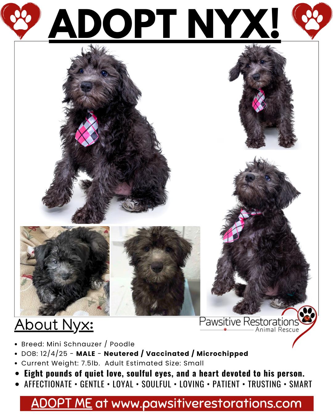 Enlarge NYX!, a Adoptable mixed breed in Aurora, CO image 2/4