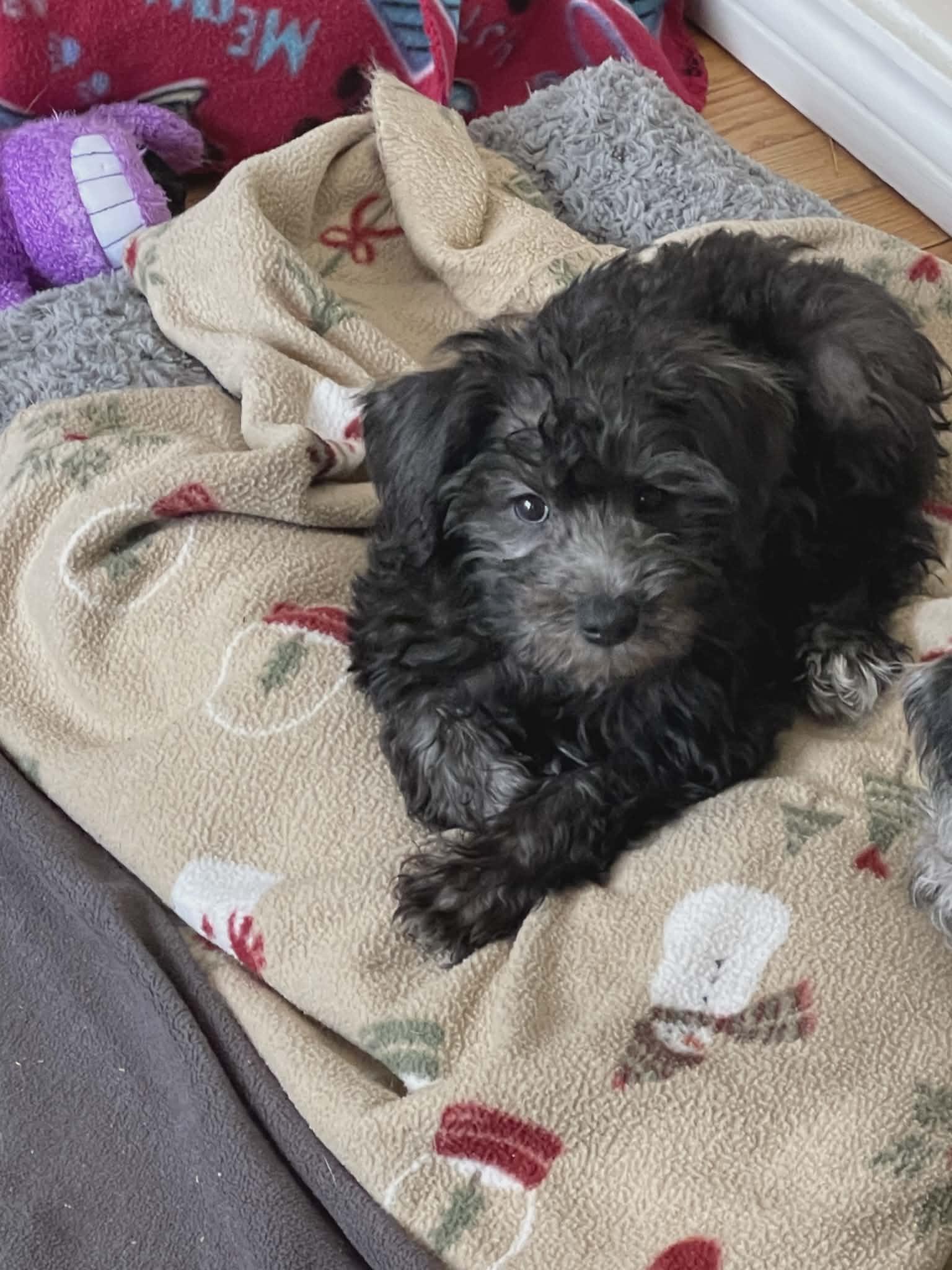 Enlarge NYX!, a Adoptable mixed breed in Aurora, CO image 3/4