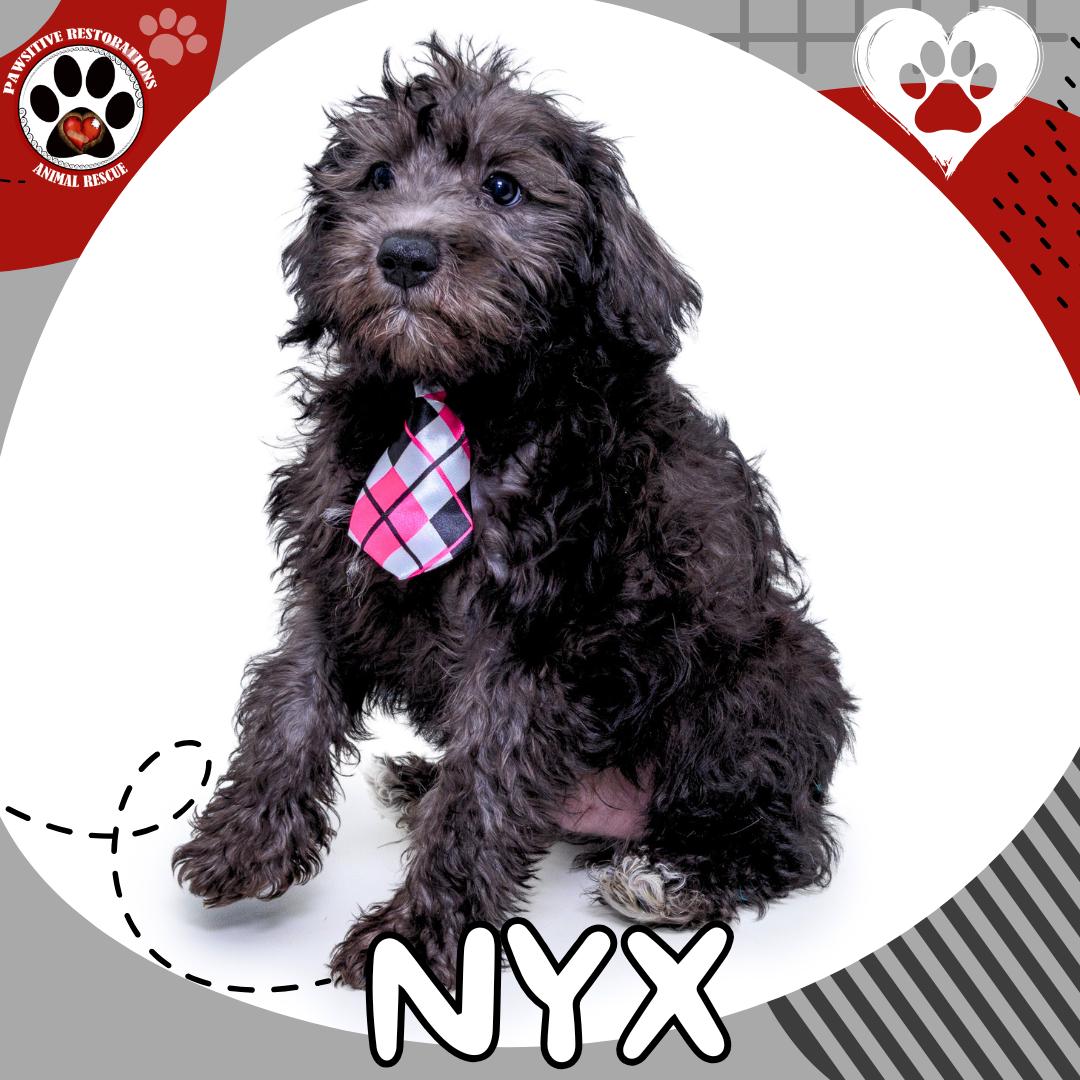 Enlarge NYX!, a Adoptable mixed breed in Aurora, CO image 1/4