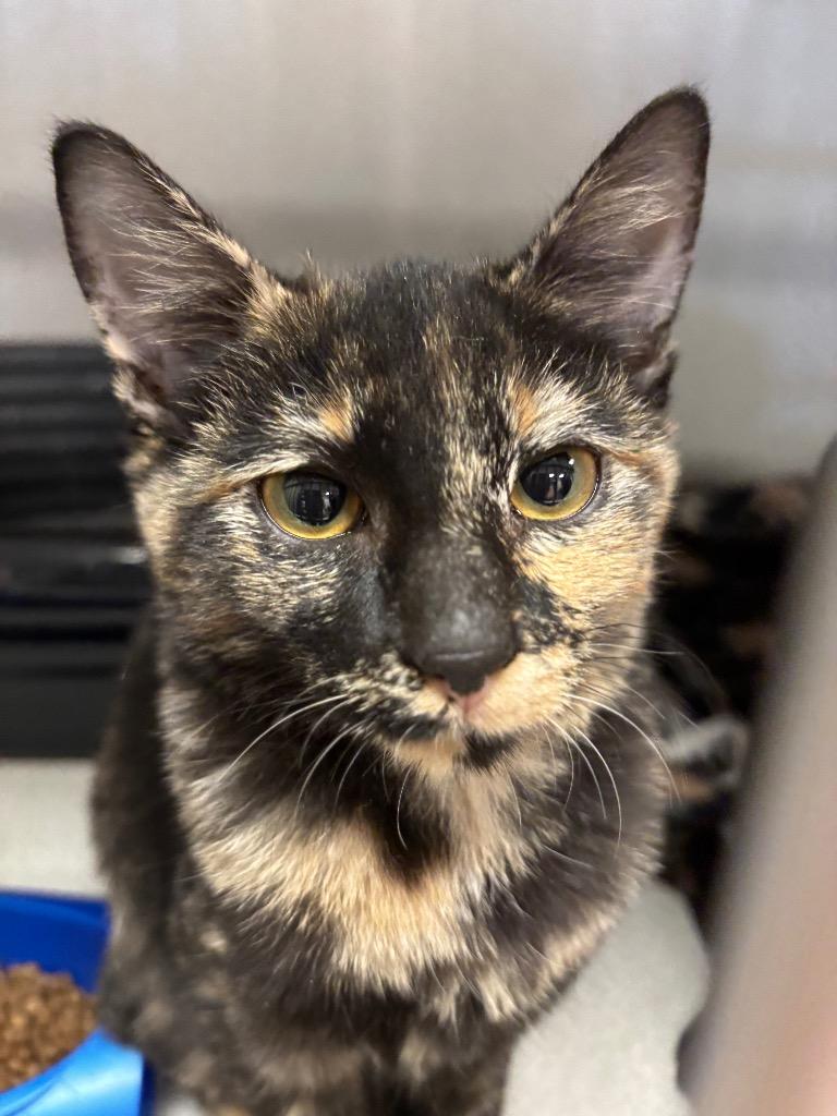 Enlarge Millie, a Adoptable mixed breed in Midland, TX image 1/1