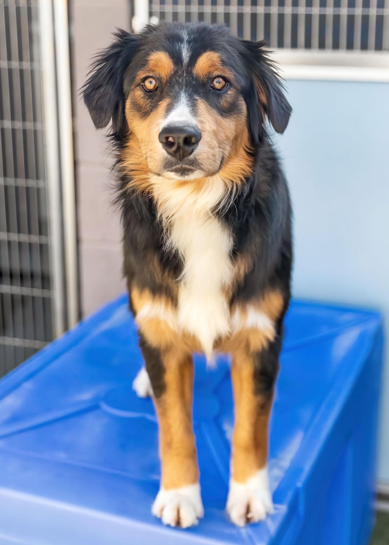 MARVEL, Adoptable, Young Male Australian Shepherd.