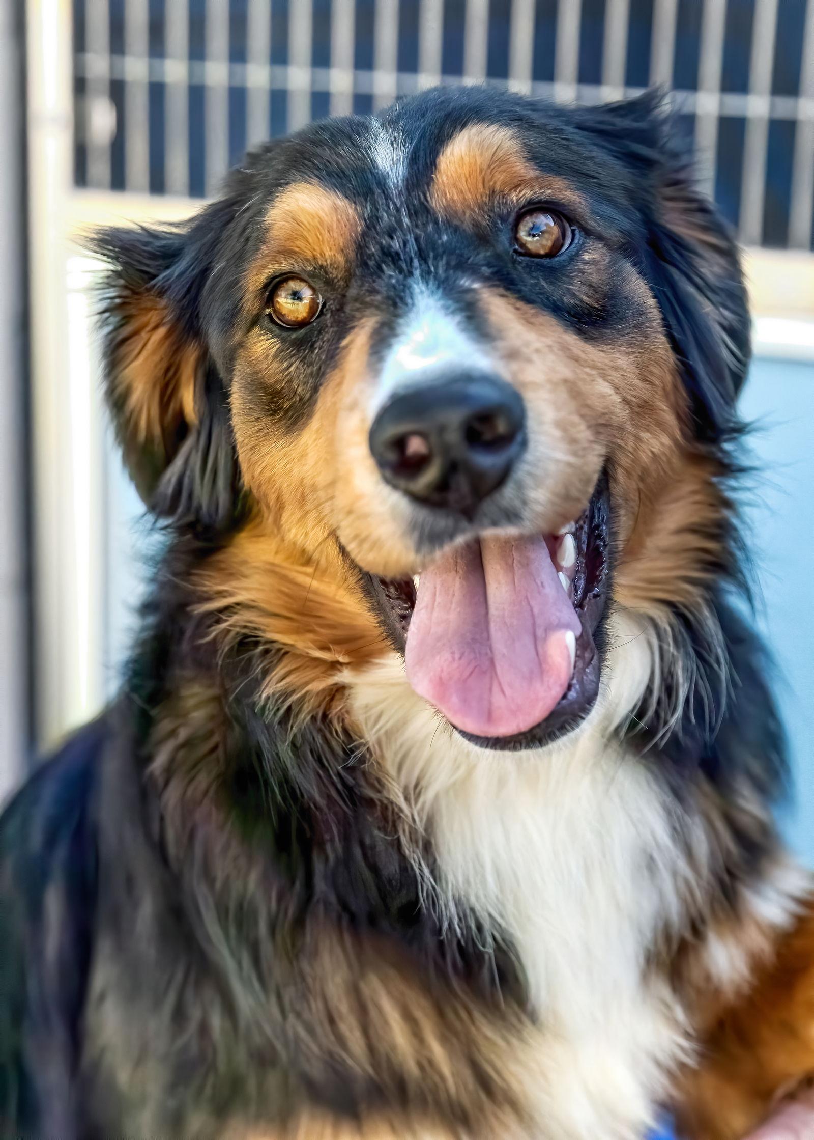 MARVEL, Adoptable, Young Male Australian Shepherd.