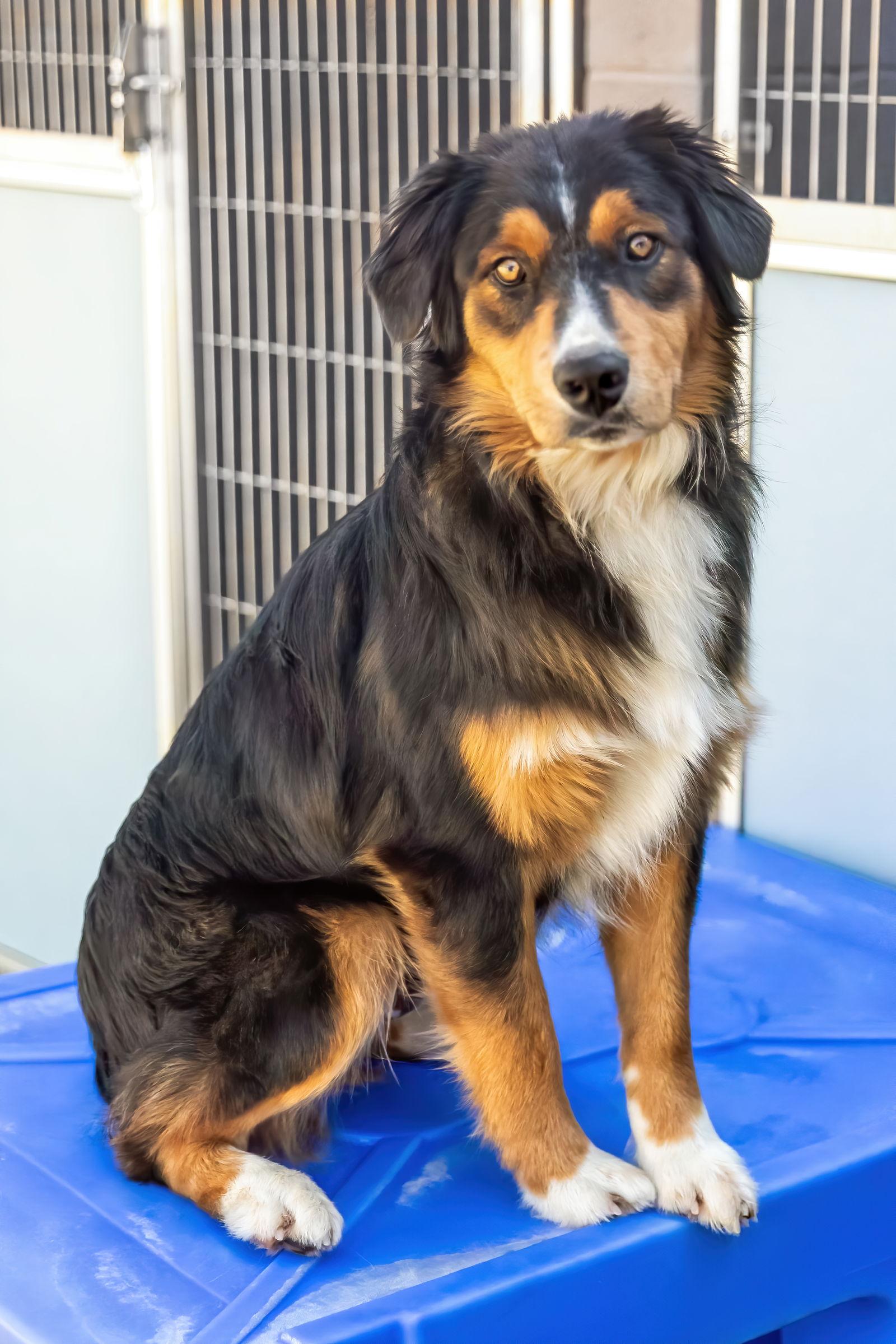 Enlarge MARVEL, a Adoptable Australian Shepherd in Scottsdale, AZ image 3/3