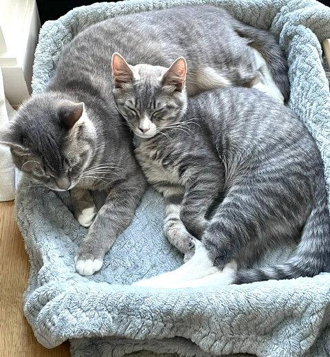 Juniper & Ollie, Adoptable, Young Female Domestic Short Hair.