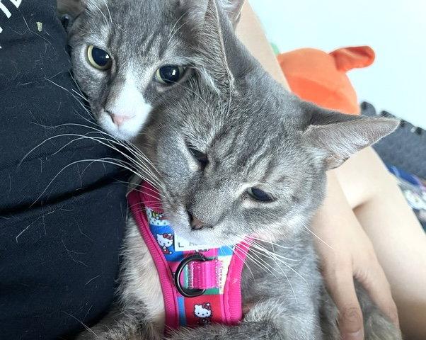 Enlarge Juniper & Ollie, a Adoptable Domestic Short Hair in Brooklyn, NY image 2/3