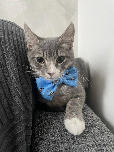 Enlarge Juniper & Ollie, a Adoptable Domestic Short Hair in Brooklyn, NY image 3/3