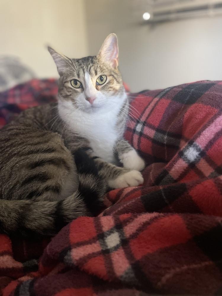 Enlarge Timmy (Bonded with Brian), a Adoptable Domestic Short Hair in Brandon, FL image 2/6